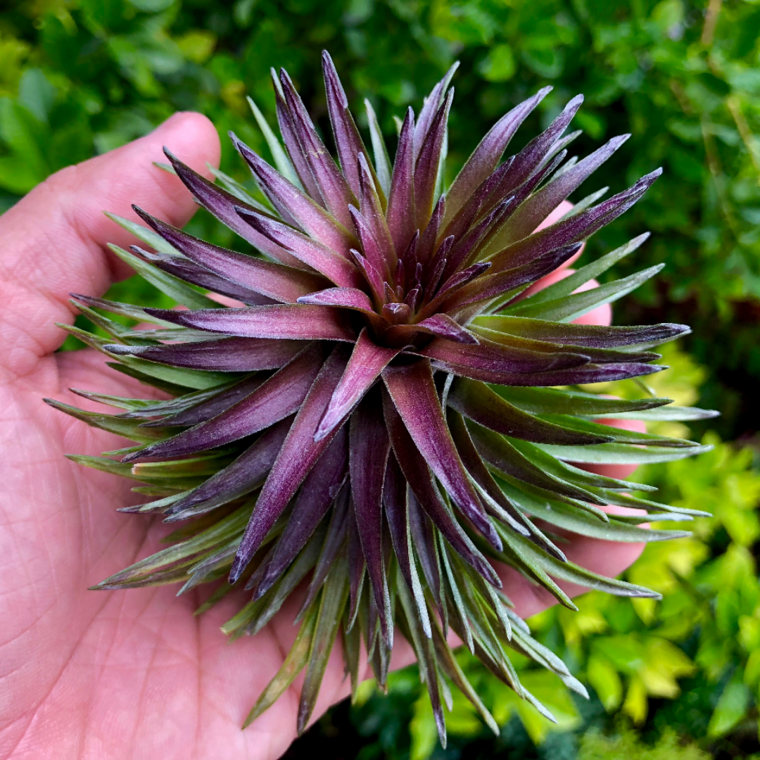 Tenuifolia Purple Fan <br> (Currently Blushing Purple) - Air Plant Hub 