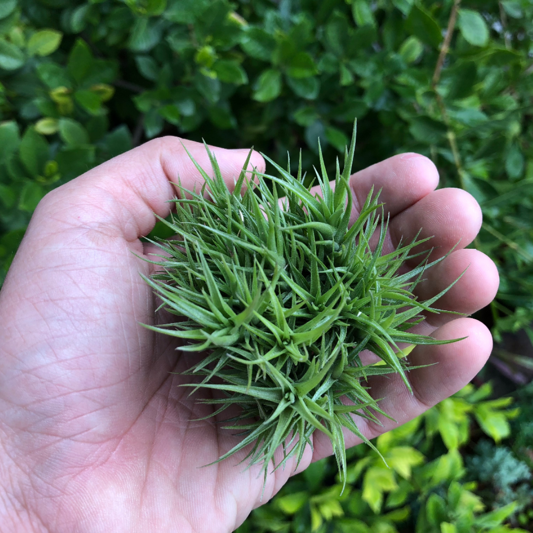 Aeranthos Bronze Clump - Air Plant Hub 