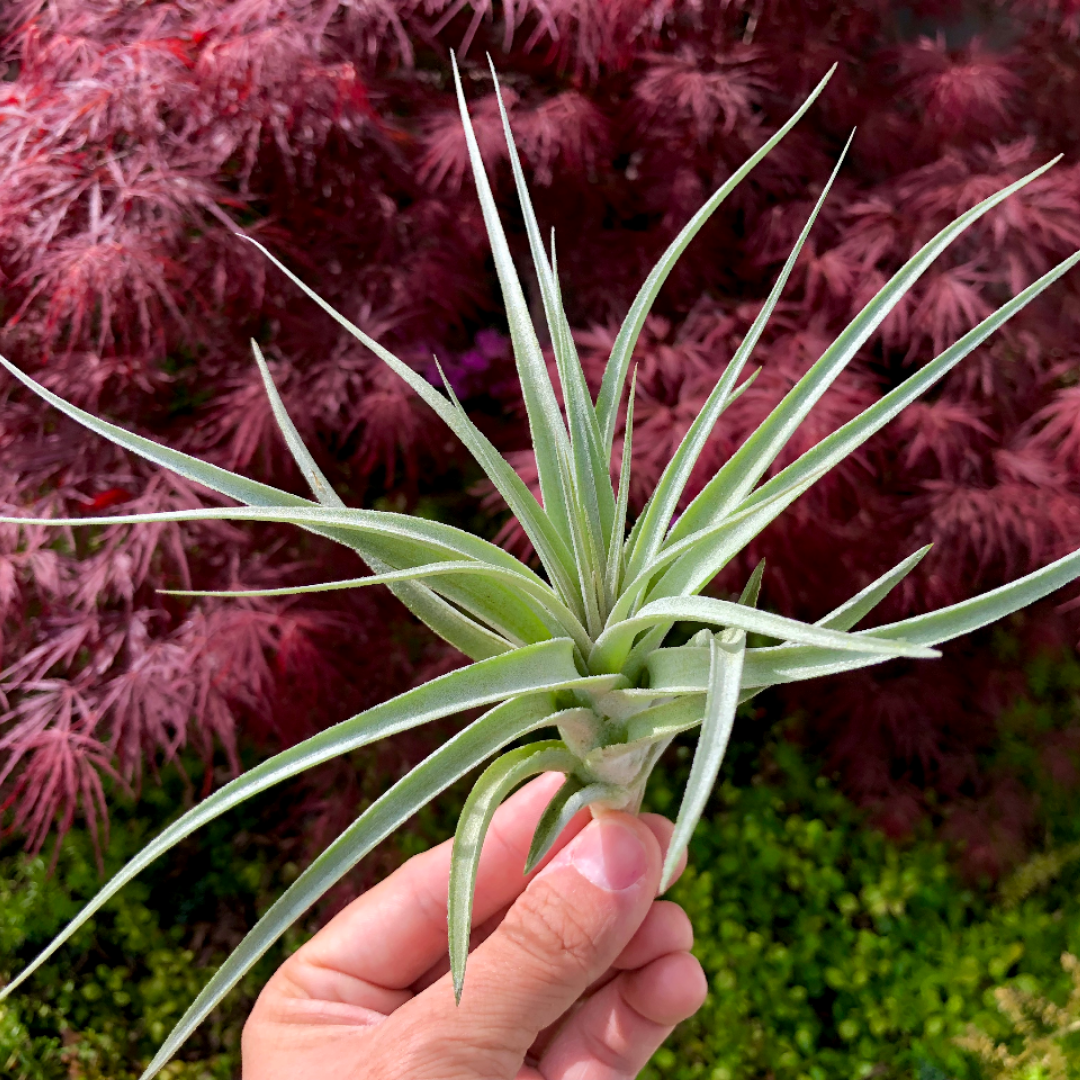 recurvifolia x Gardneri Air Plant tillandsia for wedding bouquet or wedding decor