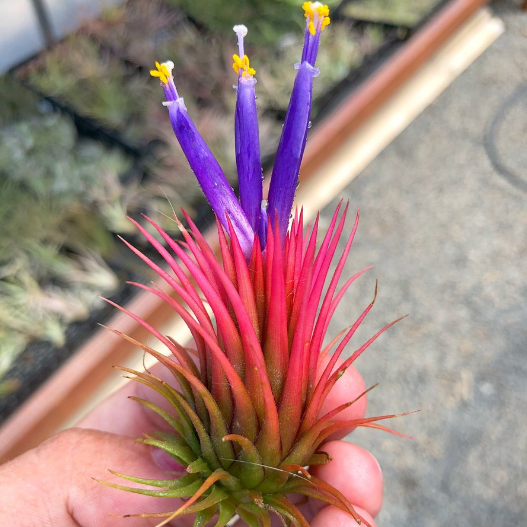 Tillandsia Ionantha Rosita Air Plant Red Maroon Color