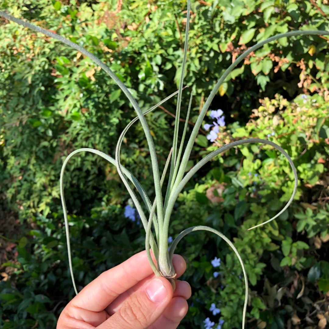 Tillandsia baileyi air plant terrarium plant for sale pictured in hand