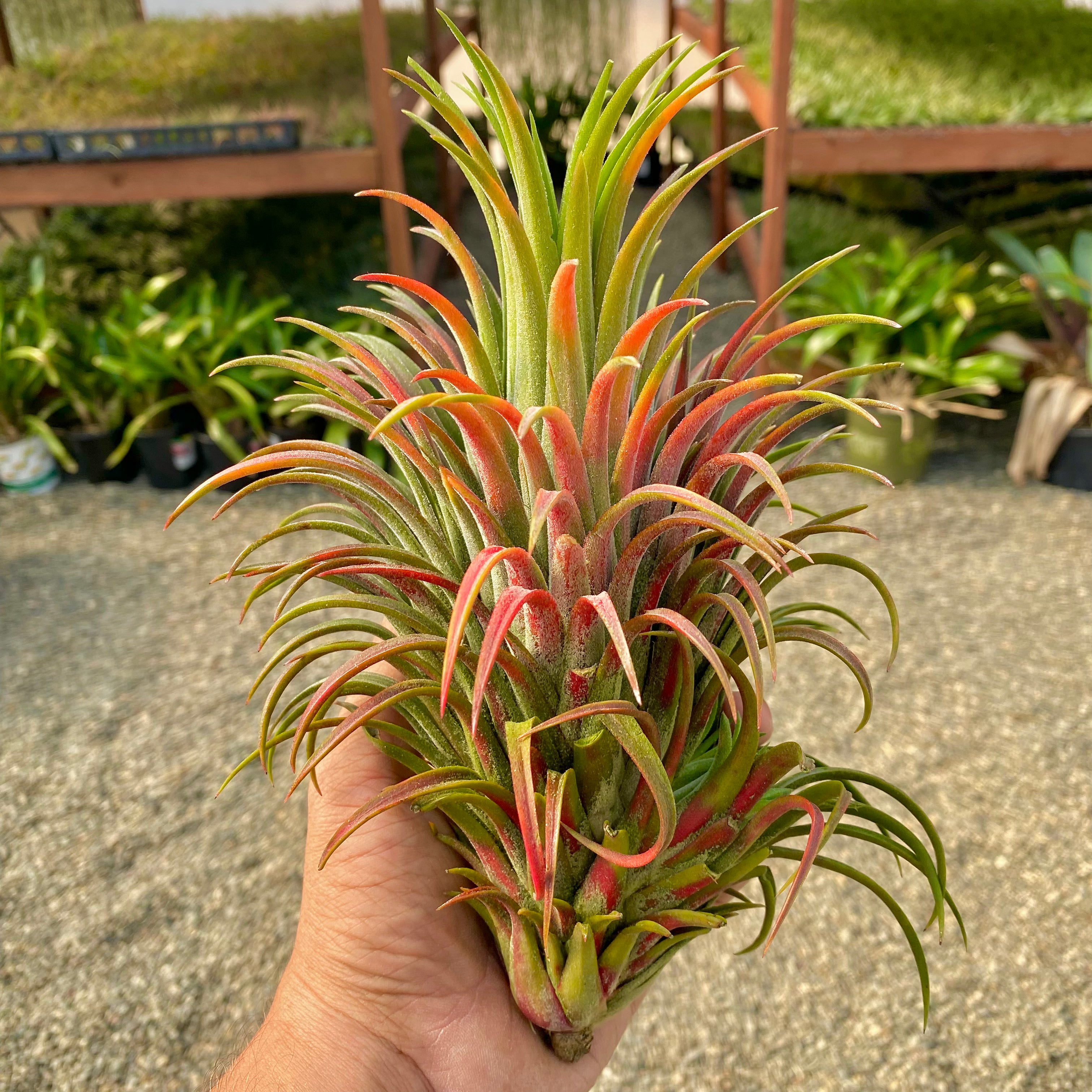 Tillandsia Ionantha Curly Giant Air Plant Large Giant