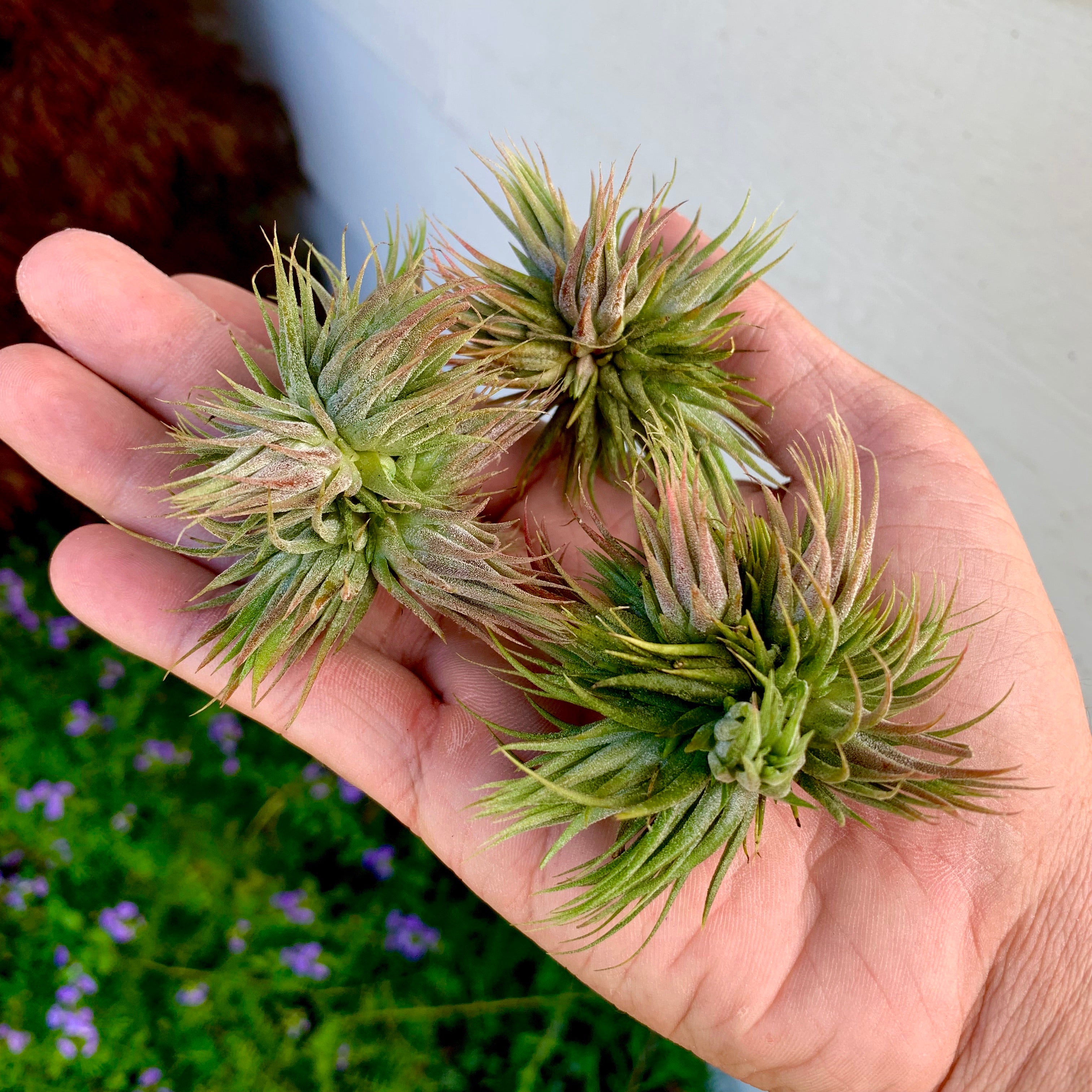 Ionantha Peanut Clump Small Mini Air Plant Tillandsia