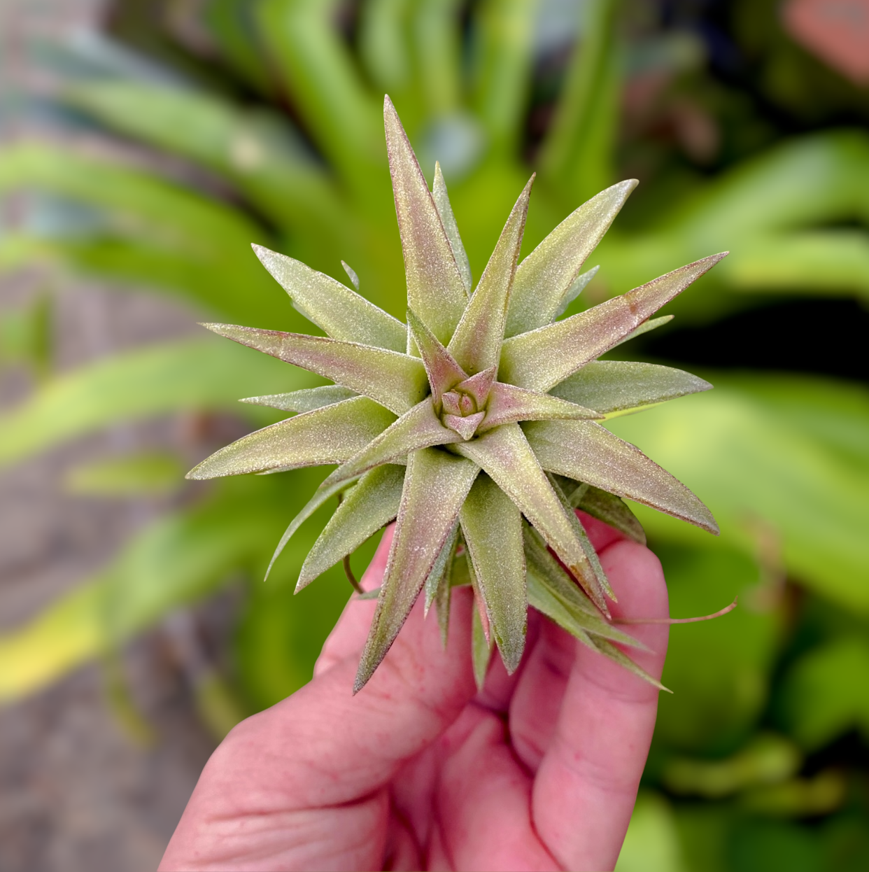 vanhyningii air plant Ionantha Vanhyningii Large Form Medium