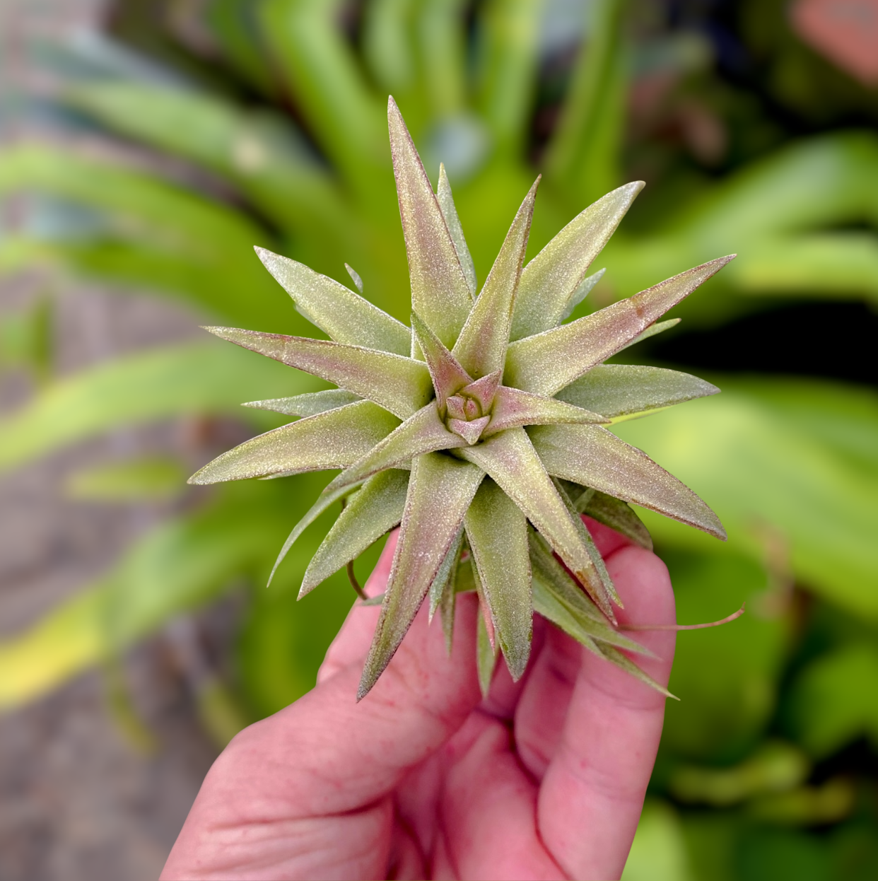 Tillandsia Ionantha Vanhyningii Rare Air Plant Terrarium Friendly