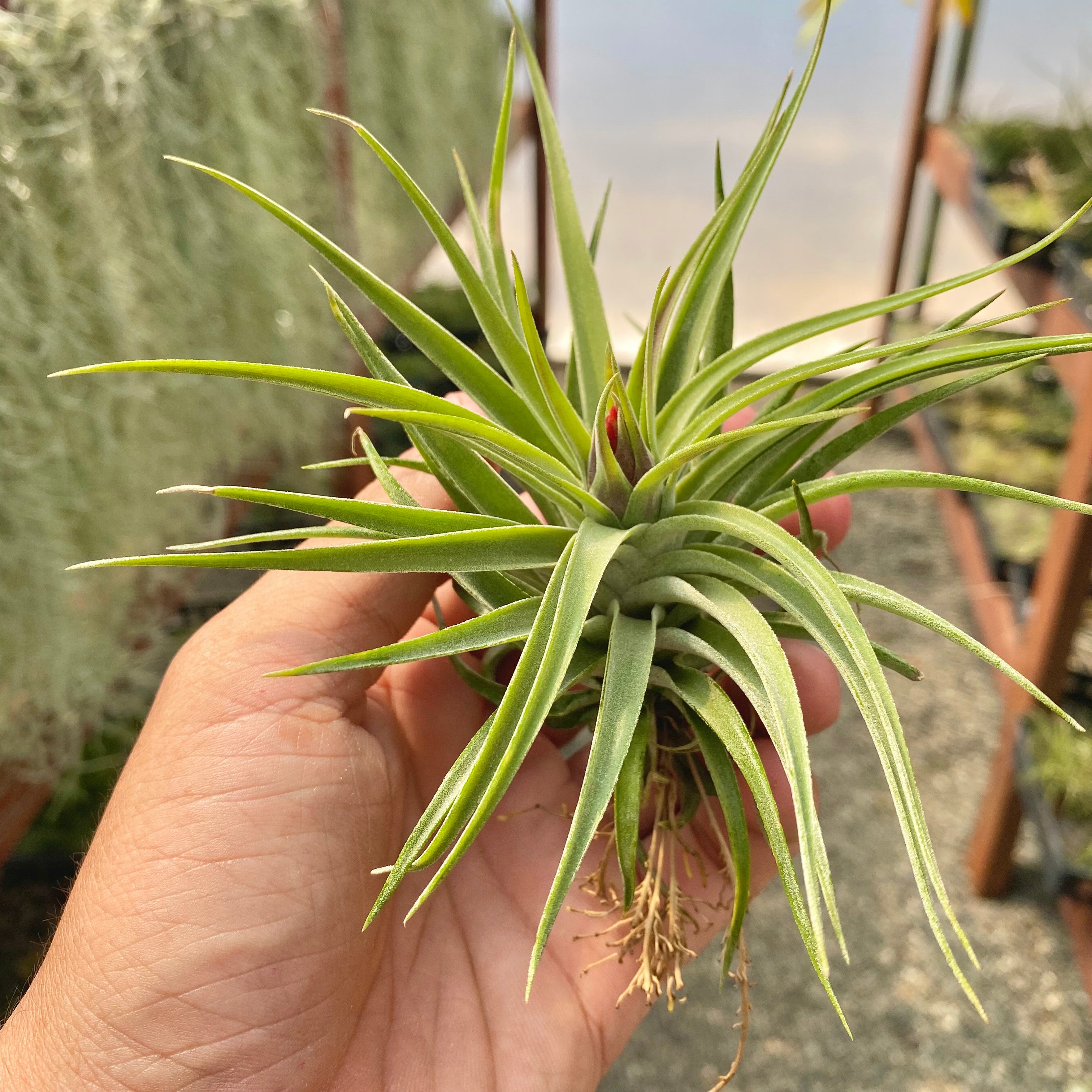 Tillandsia Kammii Air Plant Rare CITES Houseplant