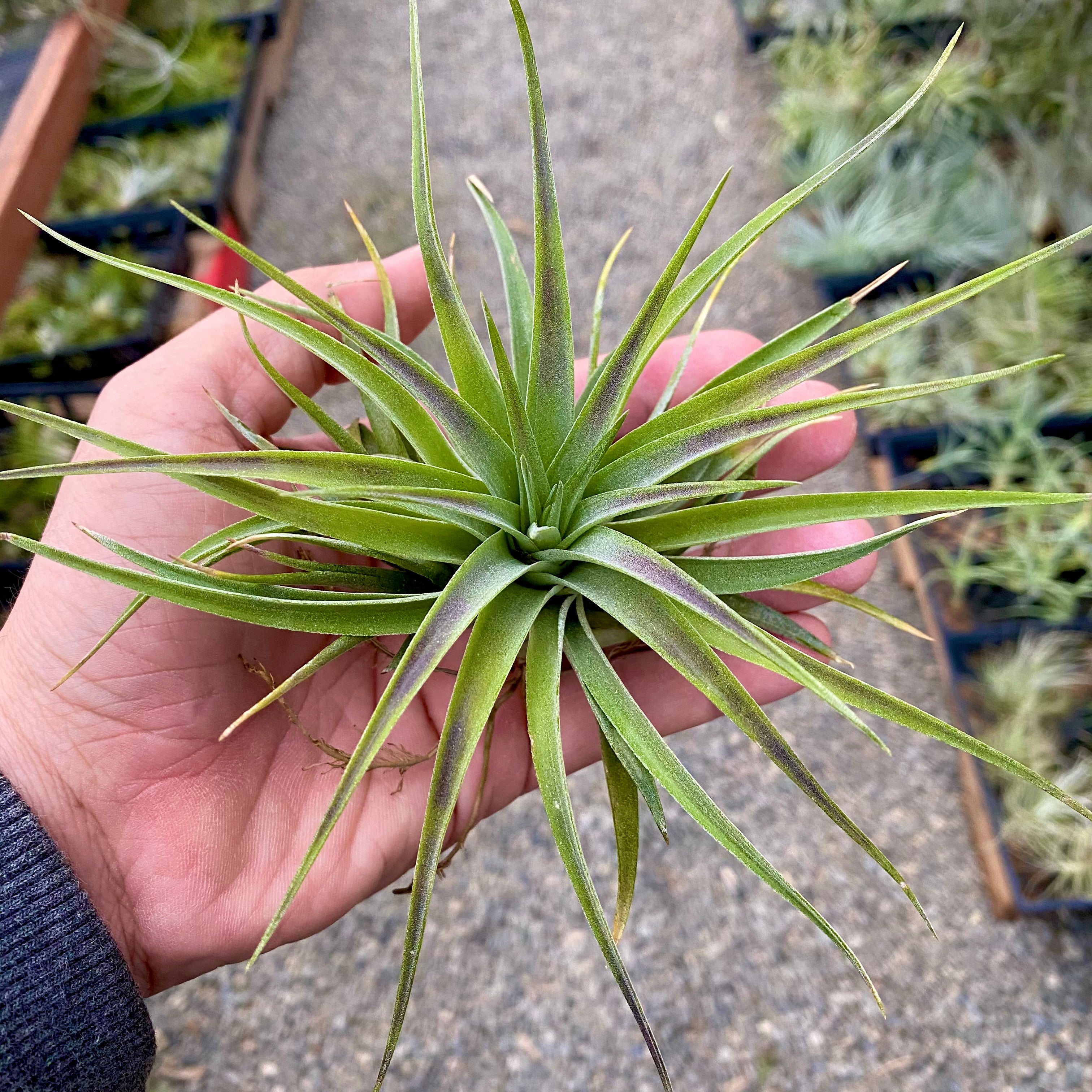 Tillandsia Kammii Air Plant Rare CITES Houseplant