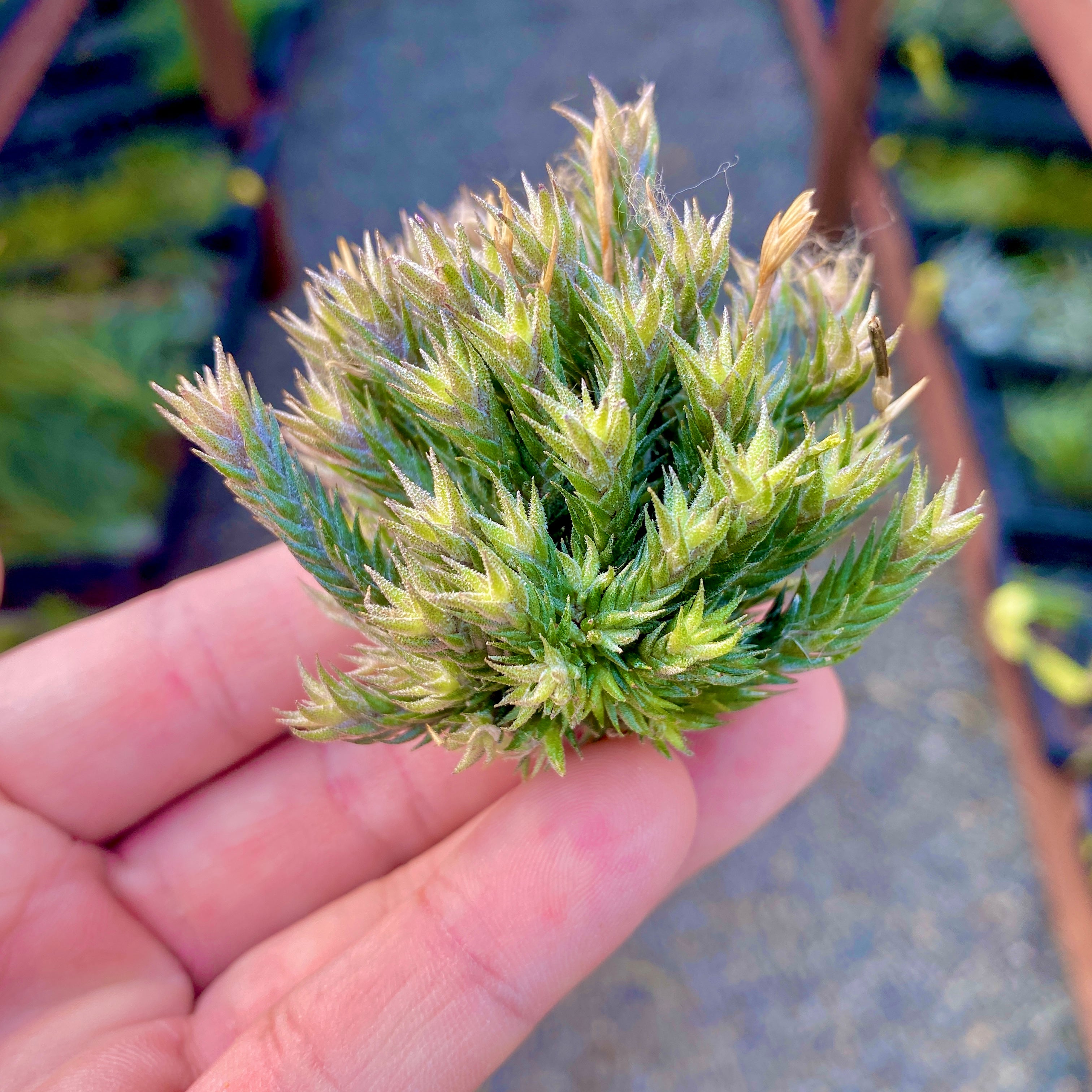 Tillandsia Pedicellata Mini Clump Self Pollinating Air Plant