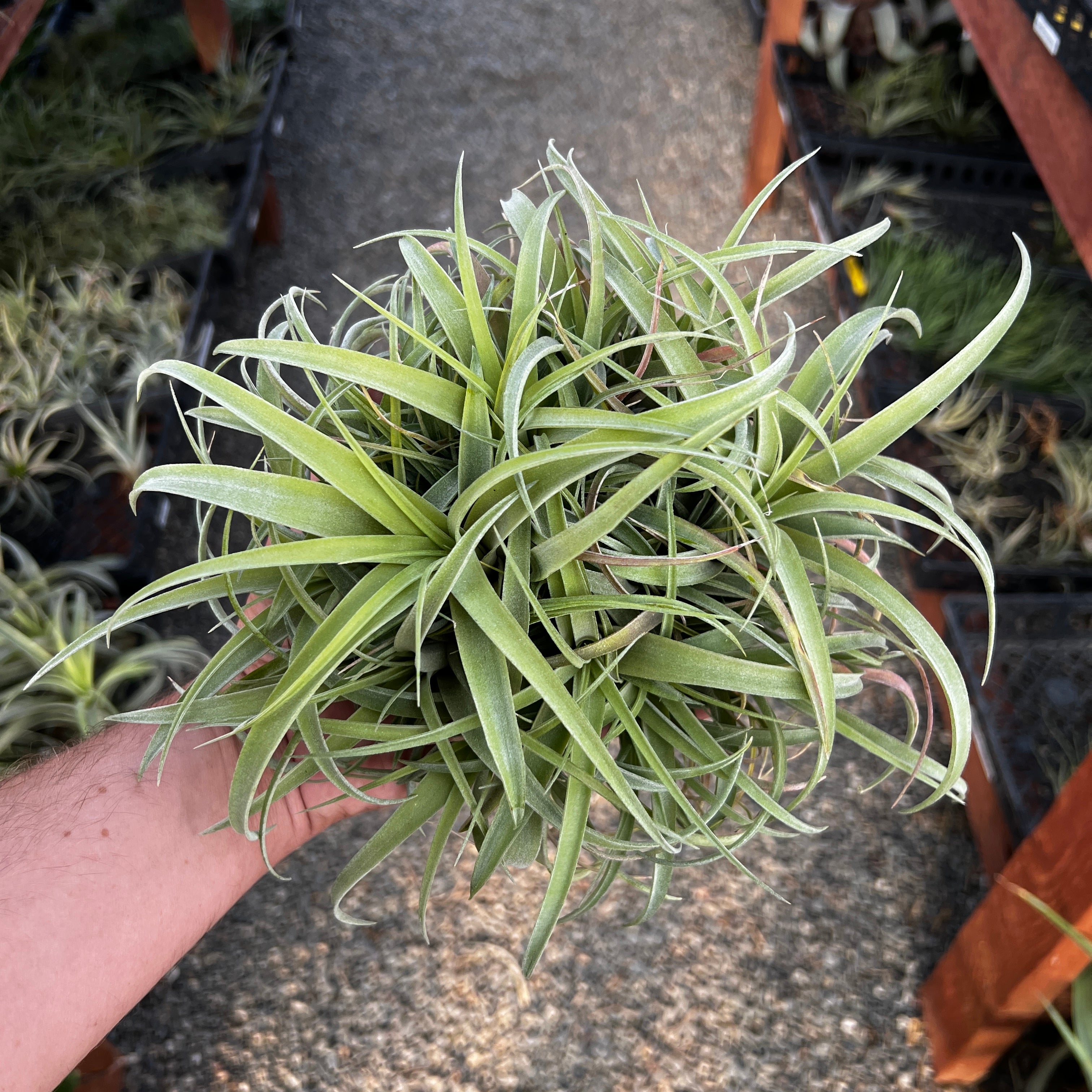 Tillandsia betty (Brachycaulos x xerographica) clump air plant with pups in hand