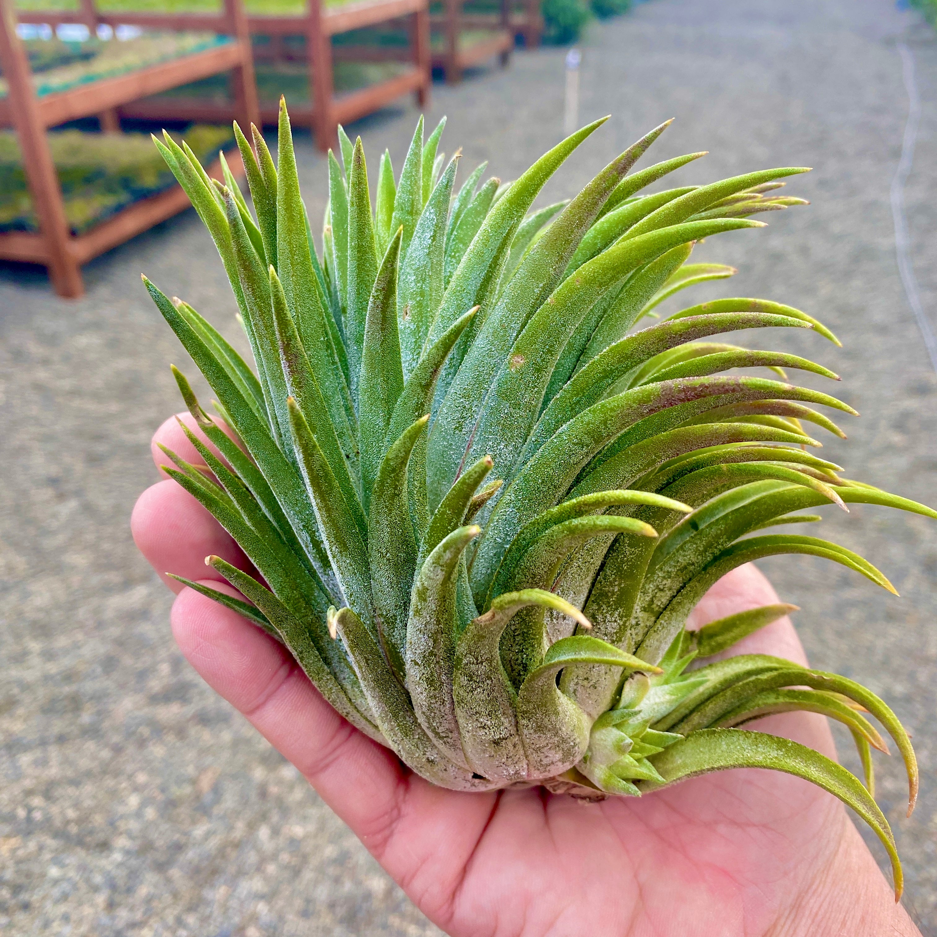 ionantha giant (No ID)