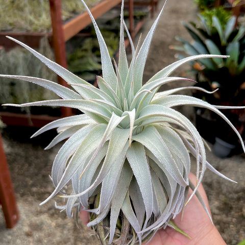 Gardneri var Rupicola – Air Plant Hub 