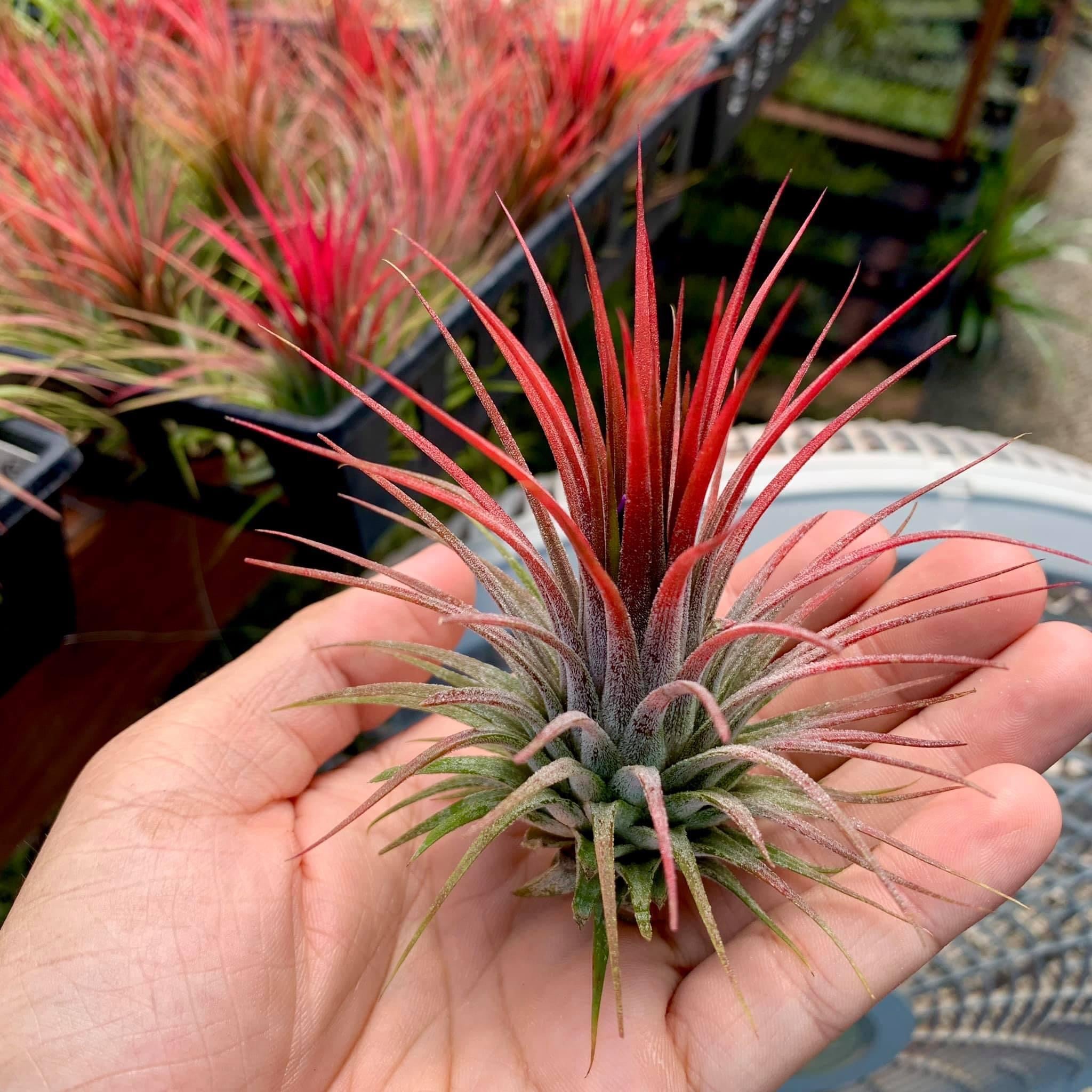 Tillandsia Ionantha Red Colorful Air Plant Beginner Friendly Houseplant For Sale