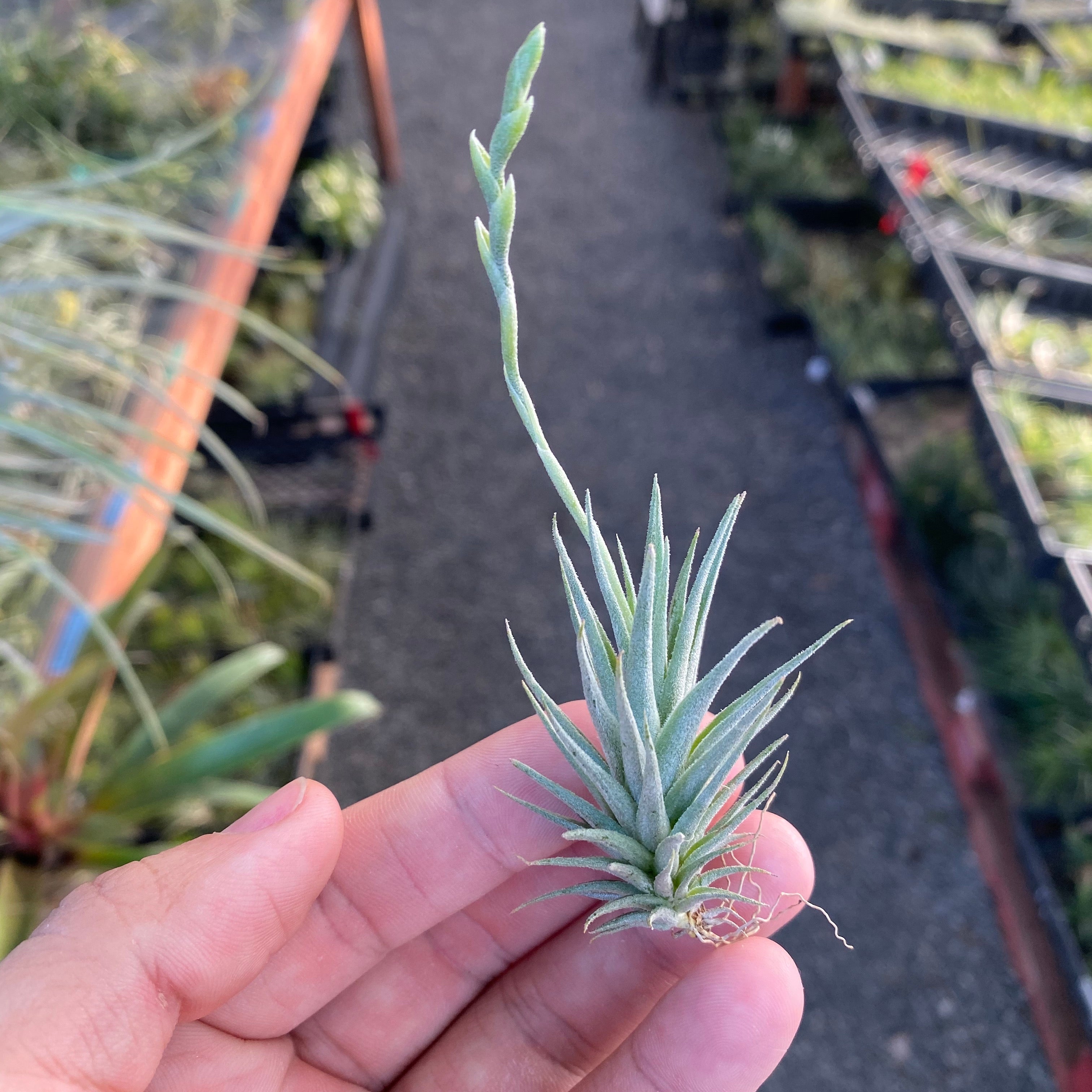 Tillandsia Loliacea Air Plant Mini Plant Small Miniature