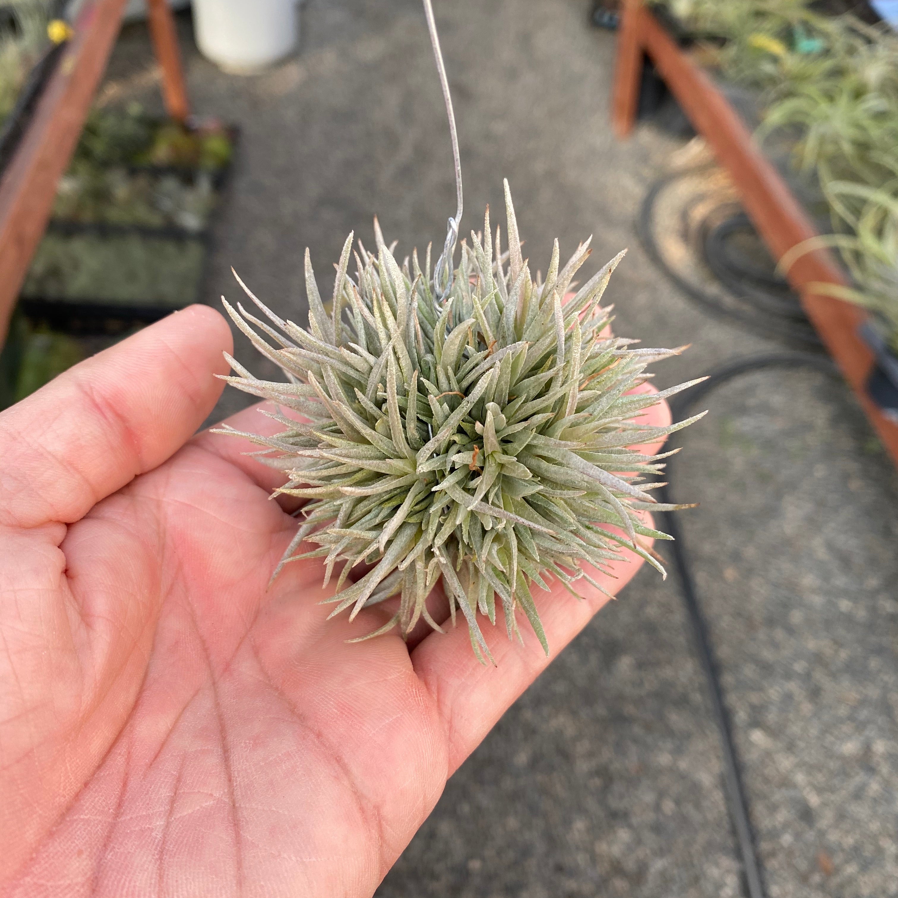 Chiapensis Snowball Form Small Clump