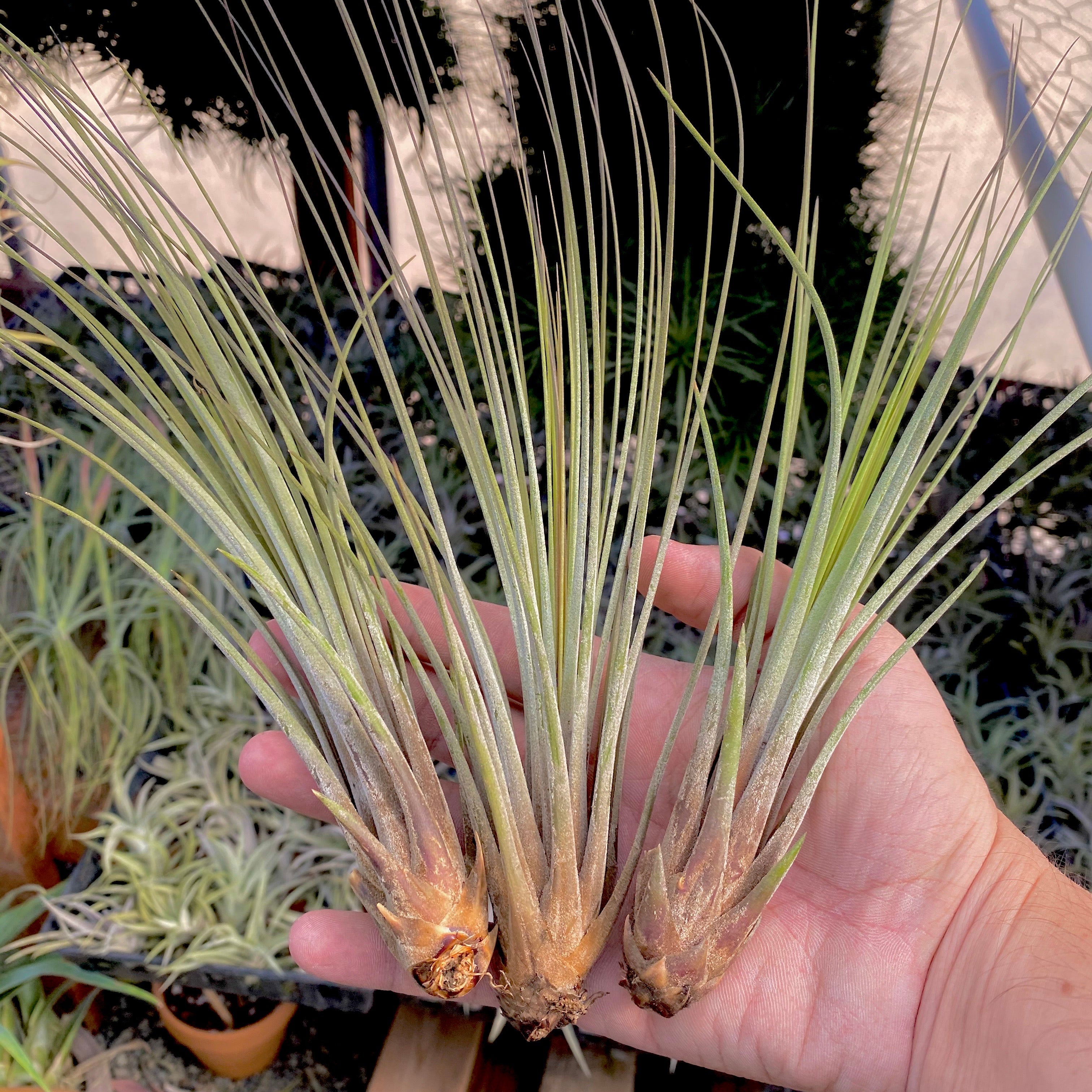 Tillandsia Juncea Air Plant Tall Wispy Vase Houseplant