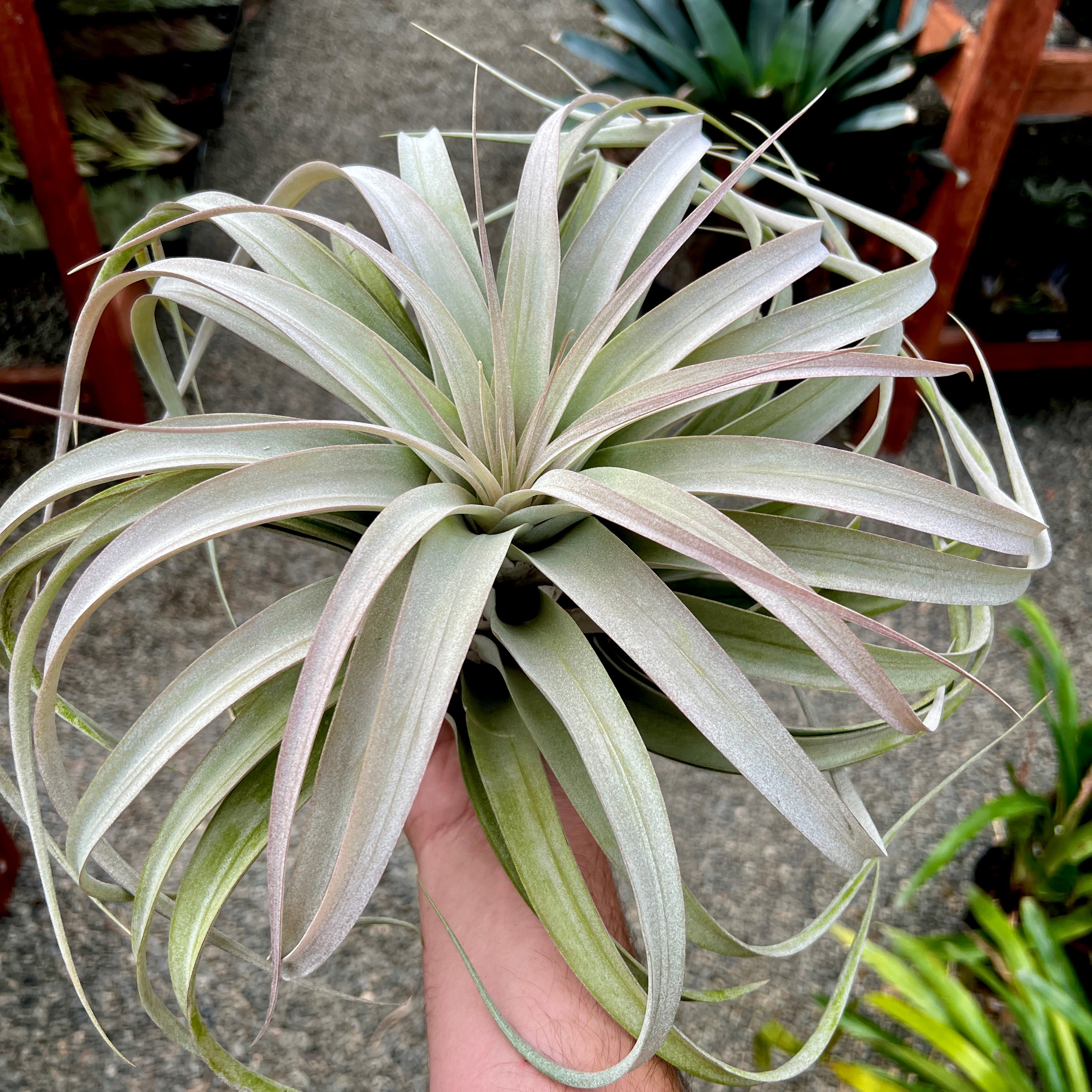 concolor air plant Xerographica X Concolor , (APH Top Pick) CURRENTLY IN BLOOM! *Cannot Be Shipped Internationally*
