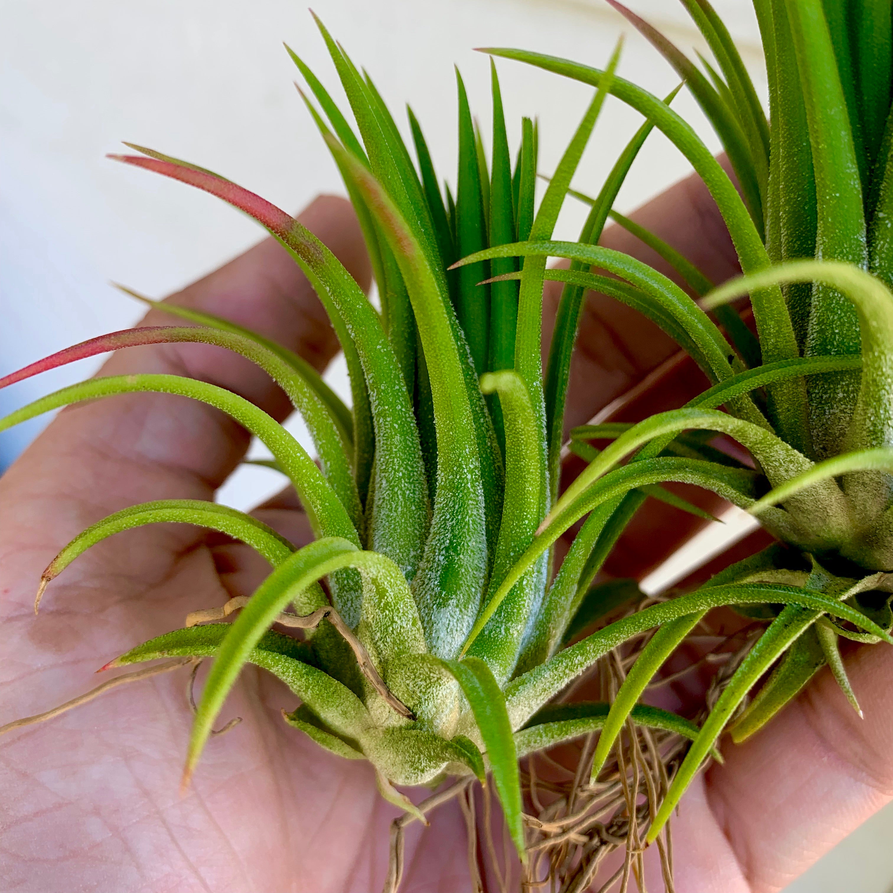 Tillandsia Ionantha Selecta Air Plant