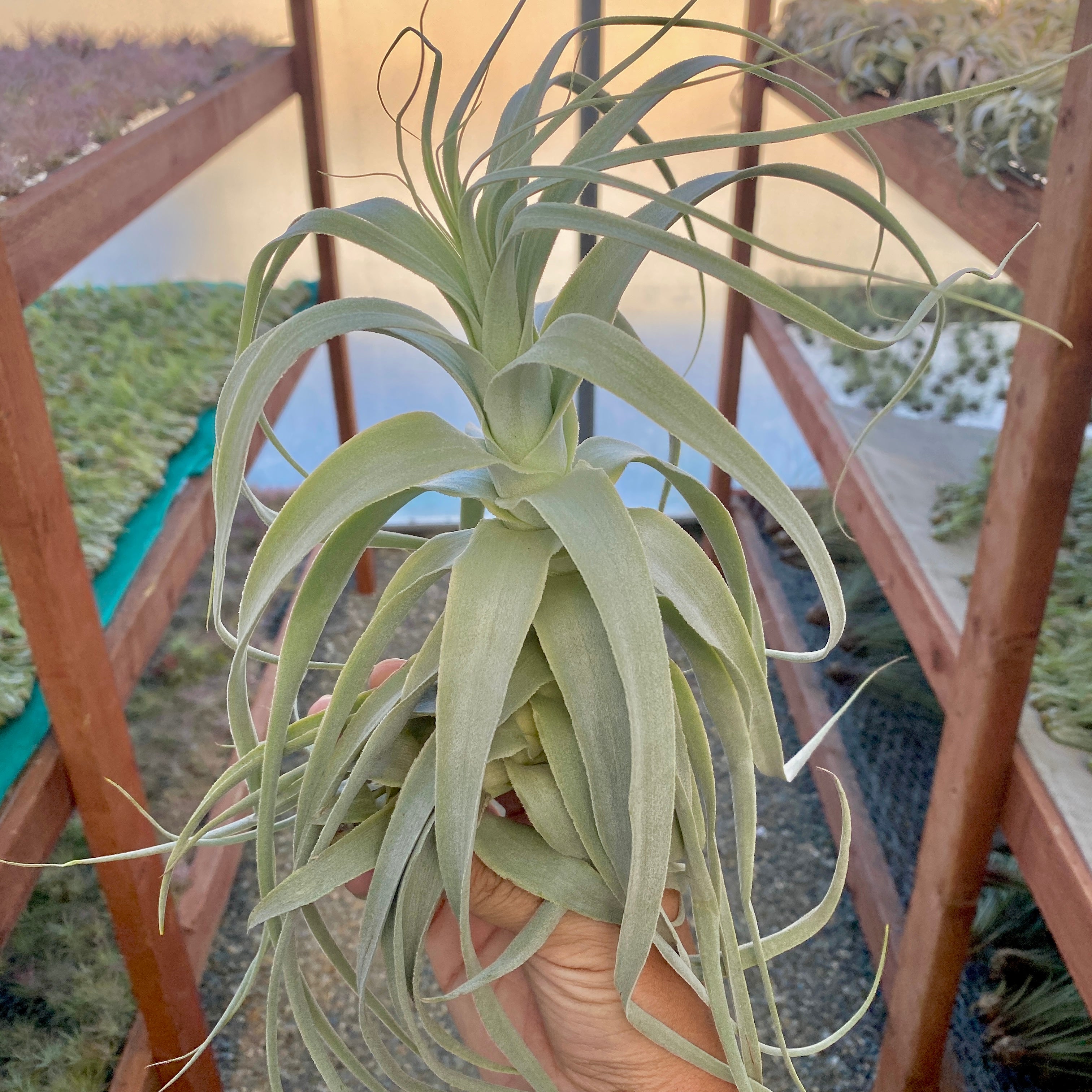 White Wedding Air Plant Tillandsia Floral Bouquet