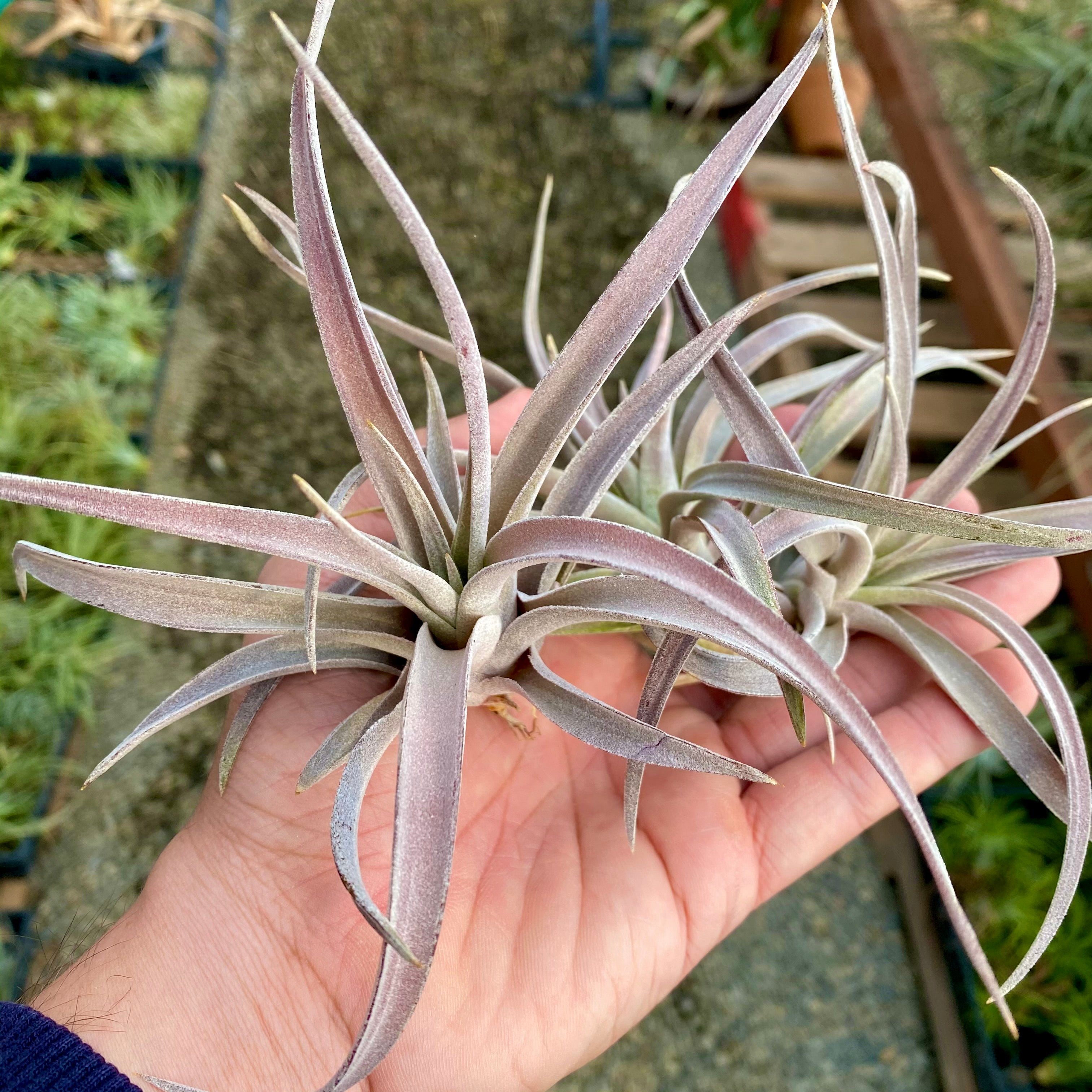 Tillandsia Harrisii Purple Air Plant Colorful