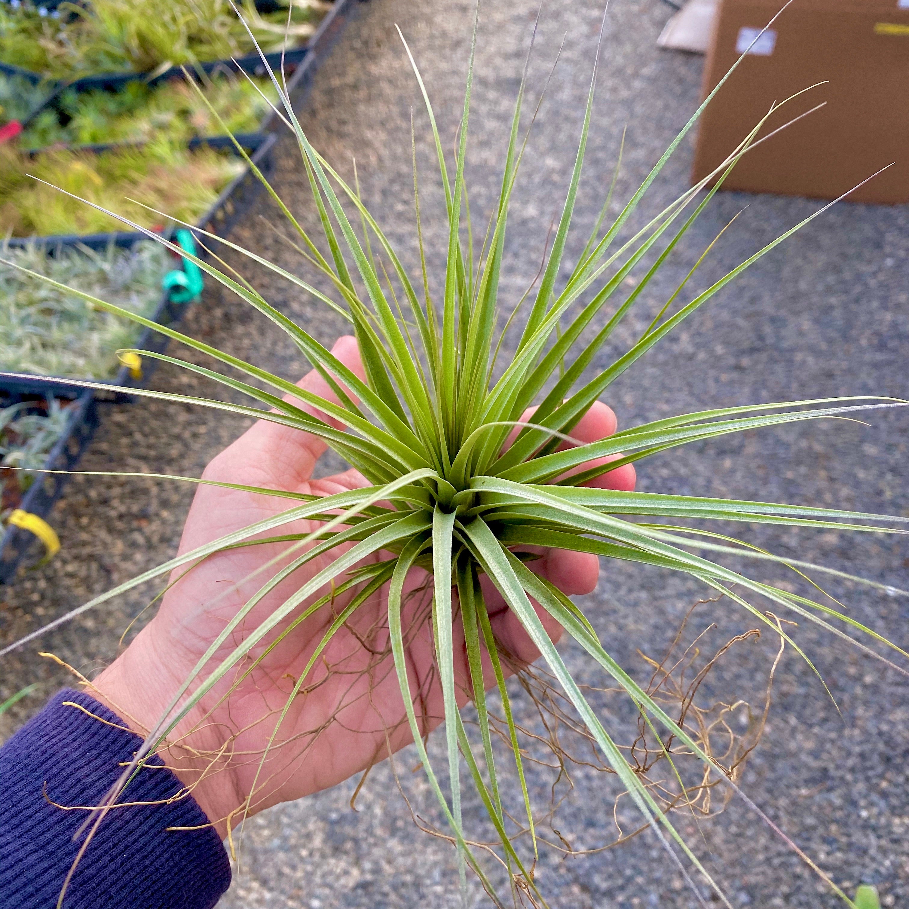 air plant hub Large Air Plant (6”+) 3 Pack