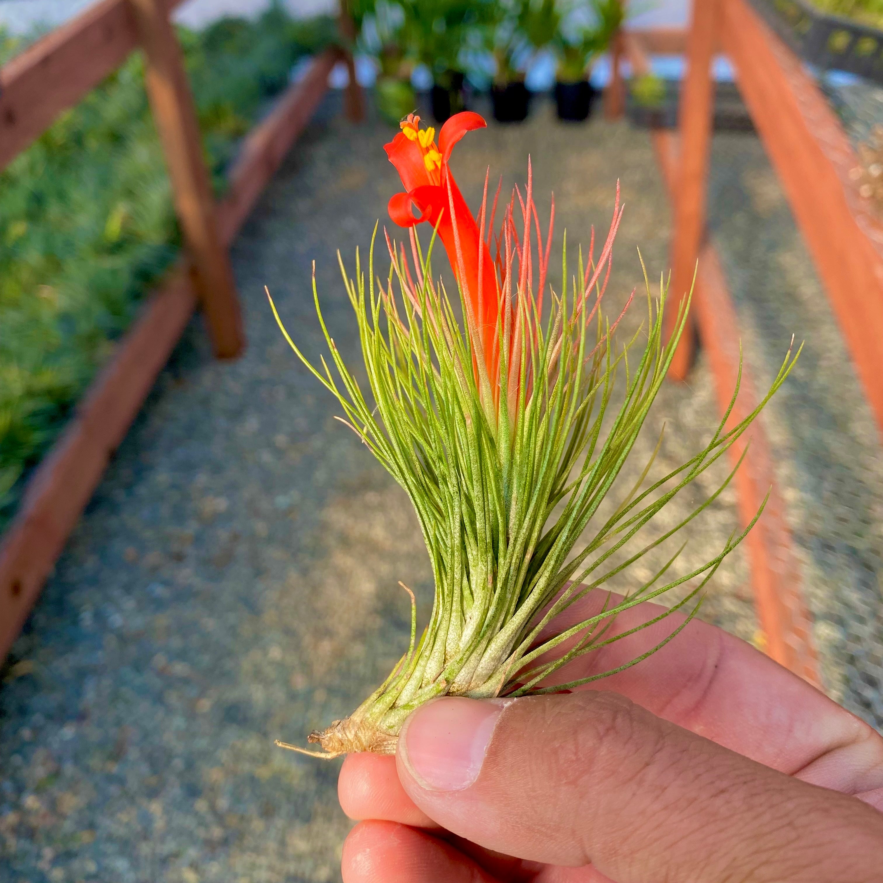 Tillandsia funcky one funky air plant hybrid andreana funckiana