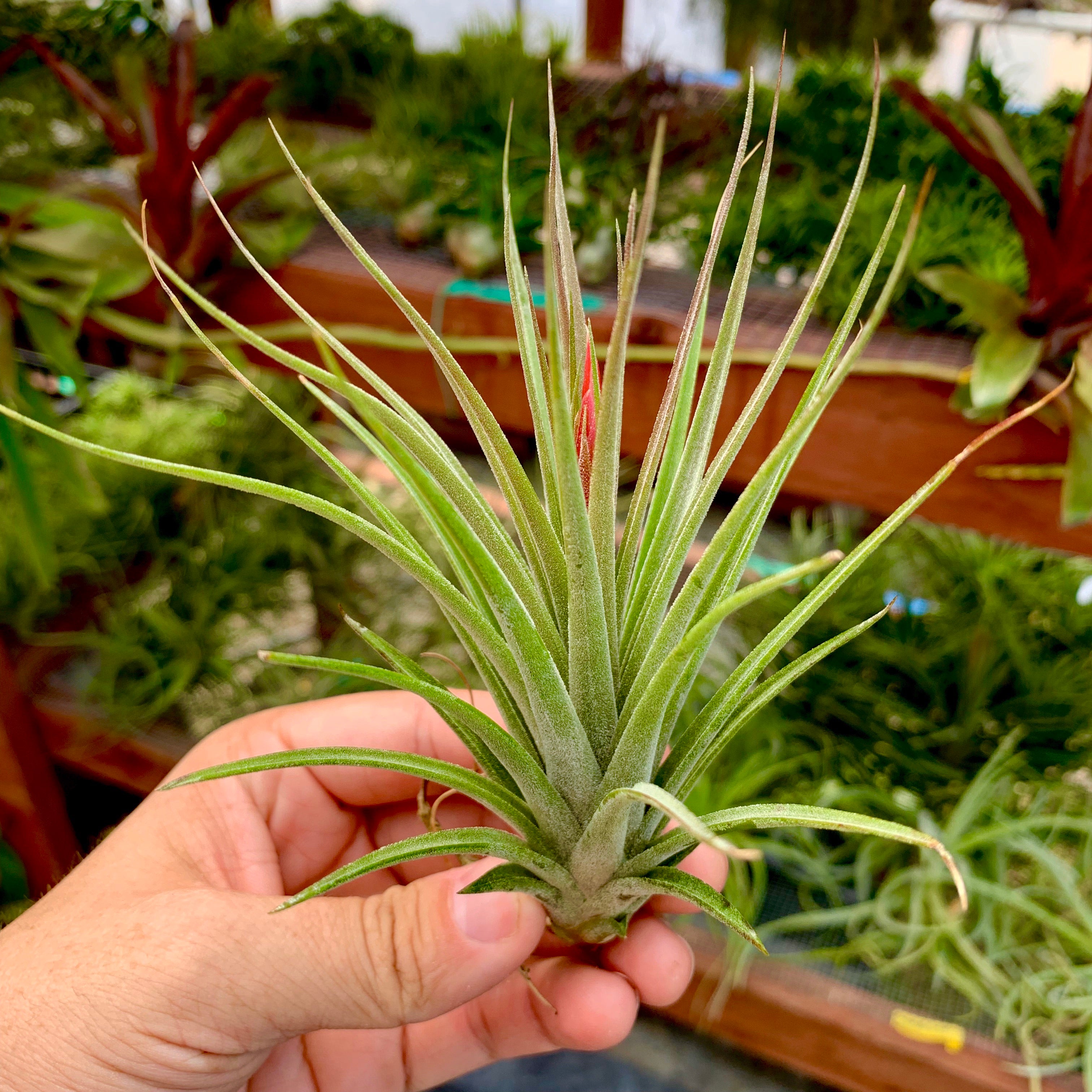 Tillandsia Rectifolia Air Plant Ionantha Hybrid