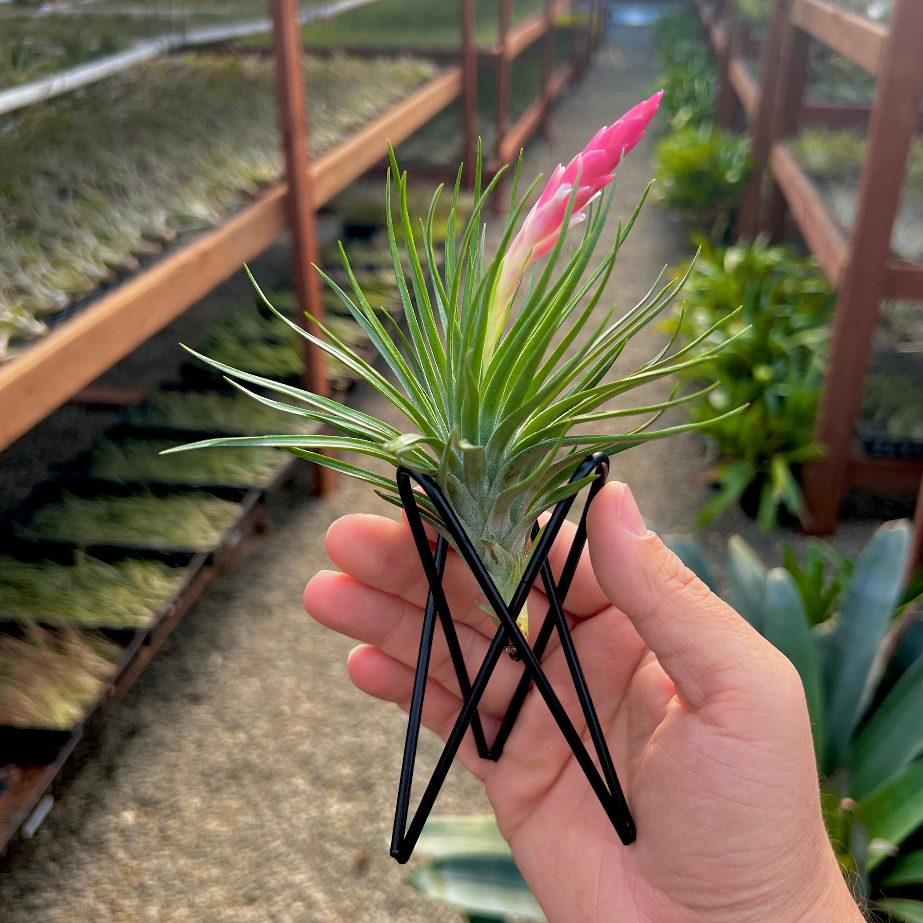 Black Geometric Air Plant Tillandsia Holder Gift Housewarming Geometric Black stand