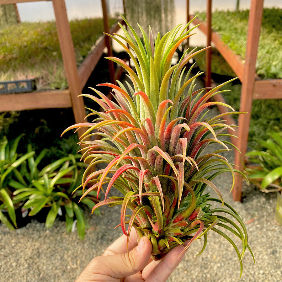 Tillandsia Ionantha Curly Giant Air Plant Large Giant