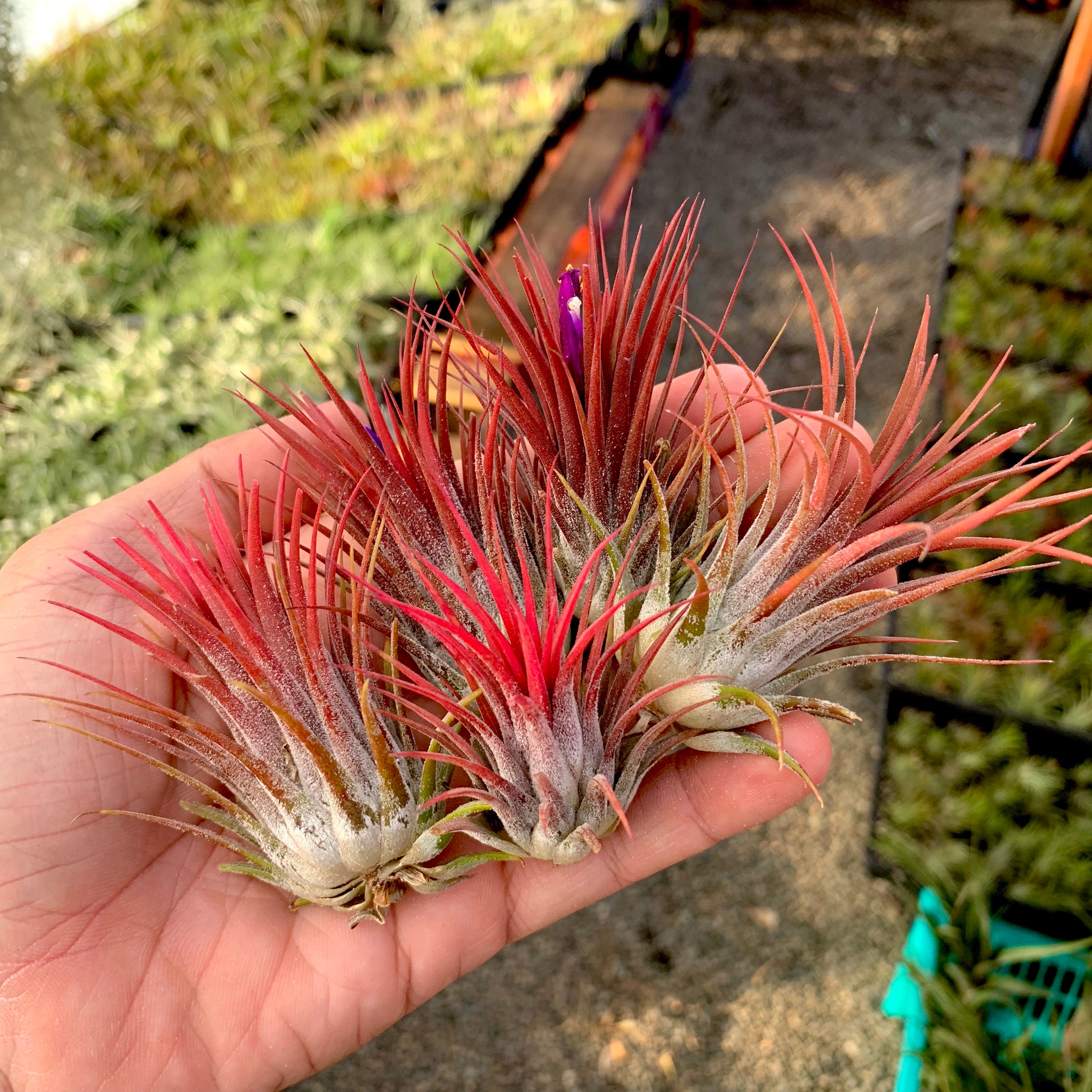 Wholesale Ionantha Red <br> (Minimum Order 5)