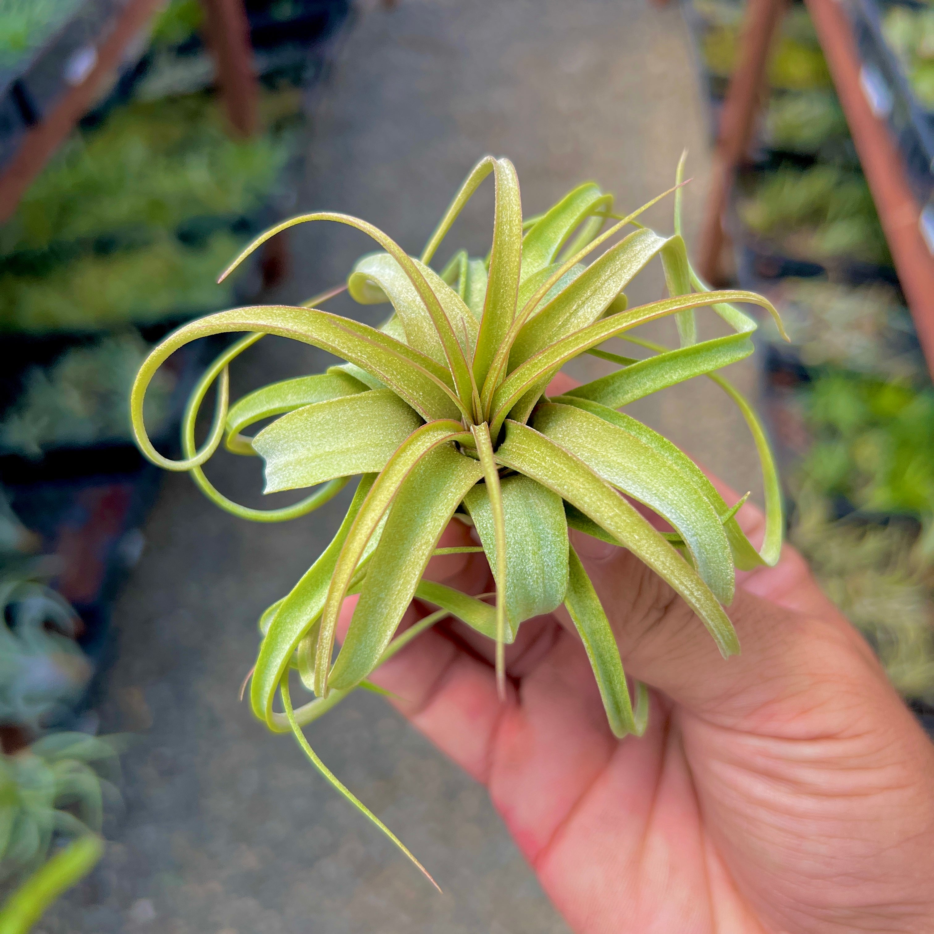 Elisa <br> (Concolor x Streptophylla) Tillandsia Air Plant Rare Round Share Recurving Houseplant