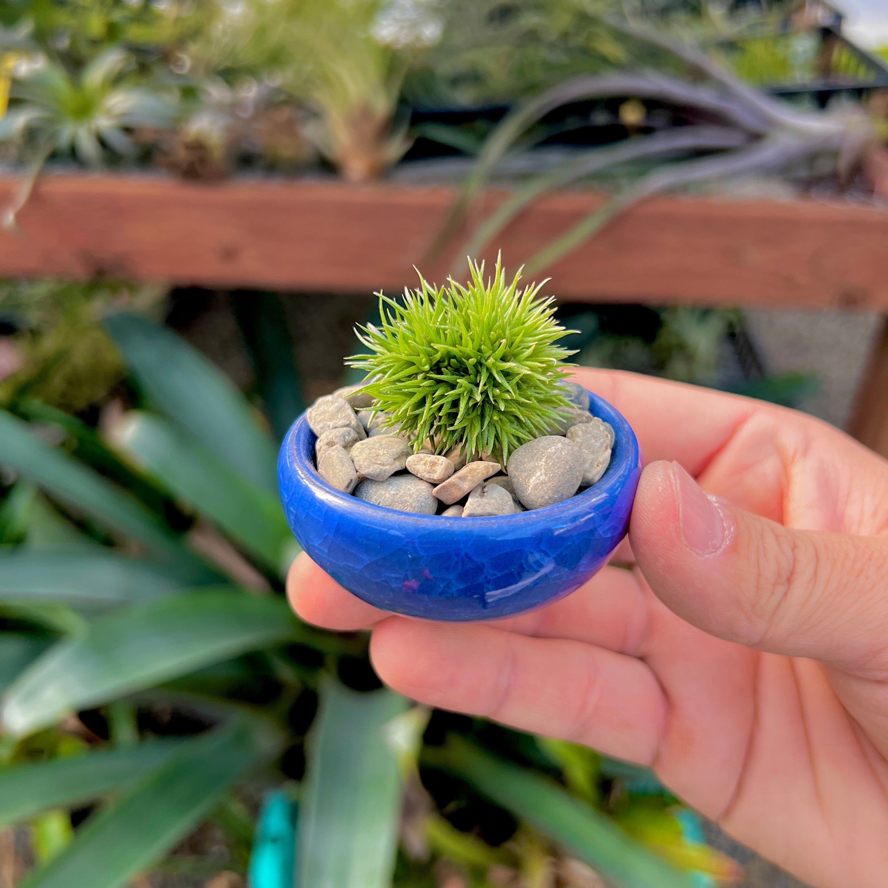 Ice Glazed Ceramic Mini Air Plant Holder