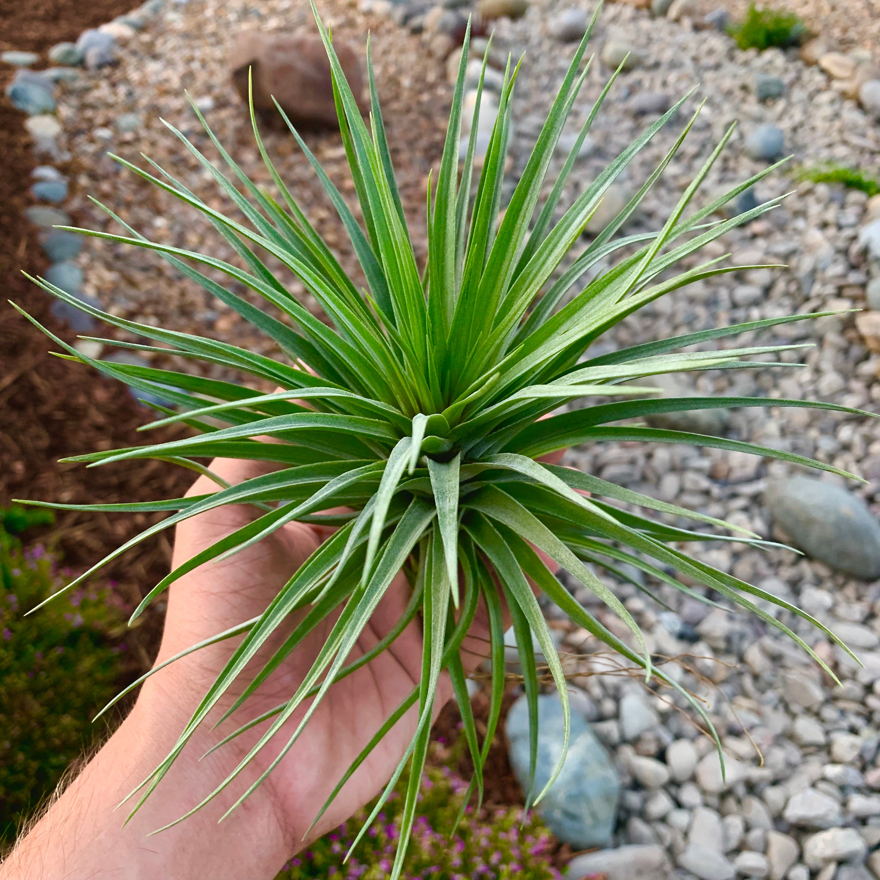 Stricta Starburst