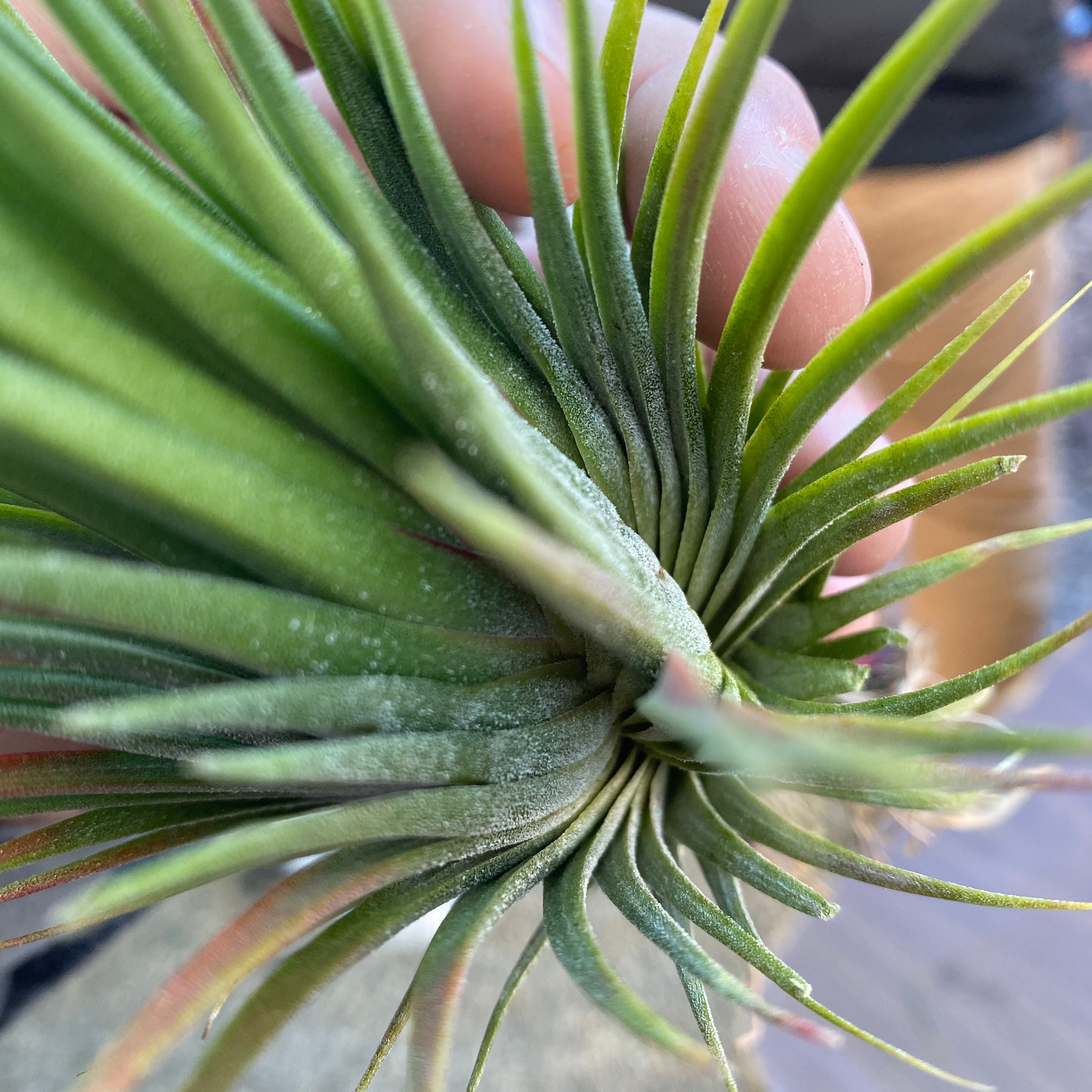 Ionantha Fan Form