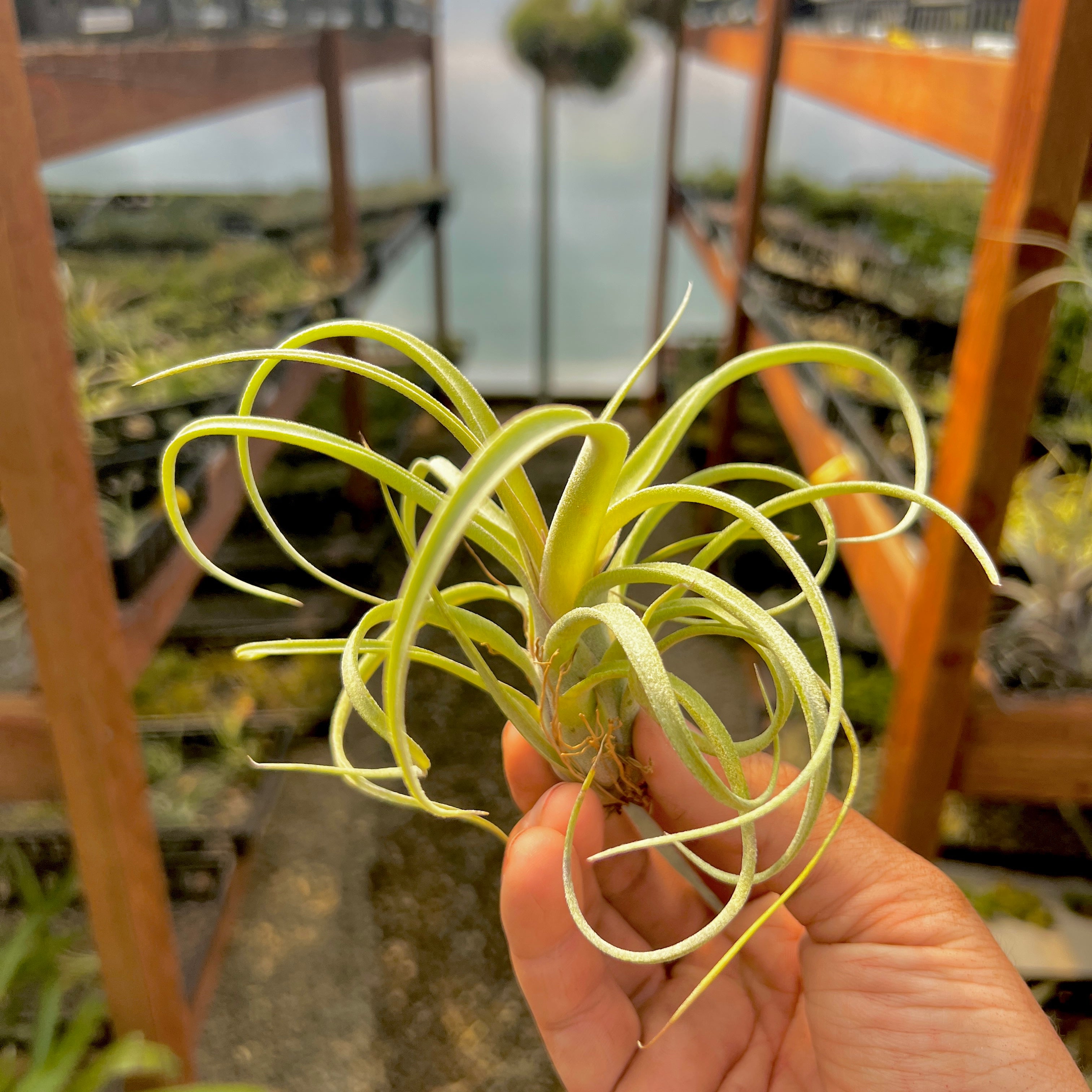 Tillandsia Sidewinder Hybrid Air Plant Rare Curly Leaves