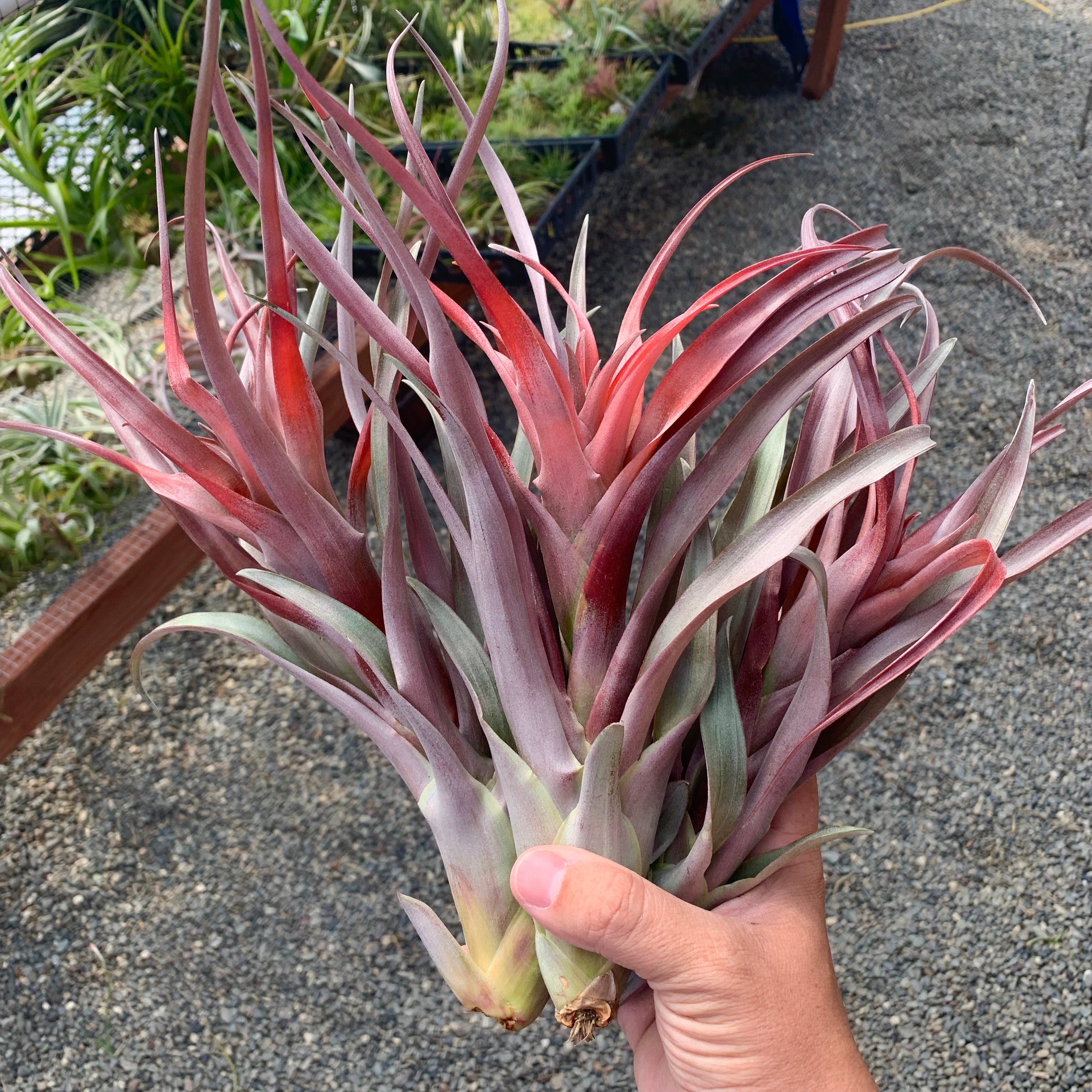 Capitata Coral Lg <br> Beautiful Red Color!