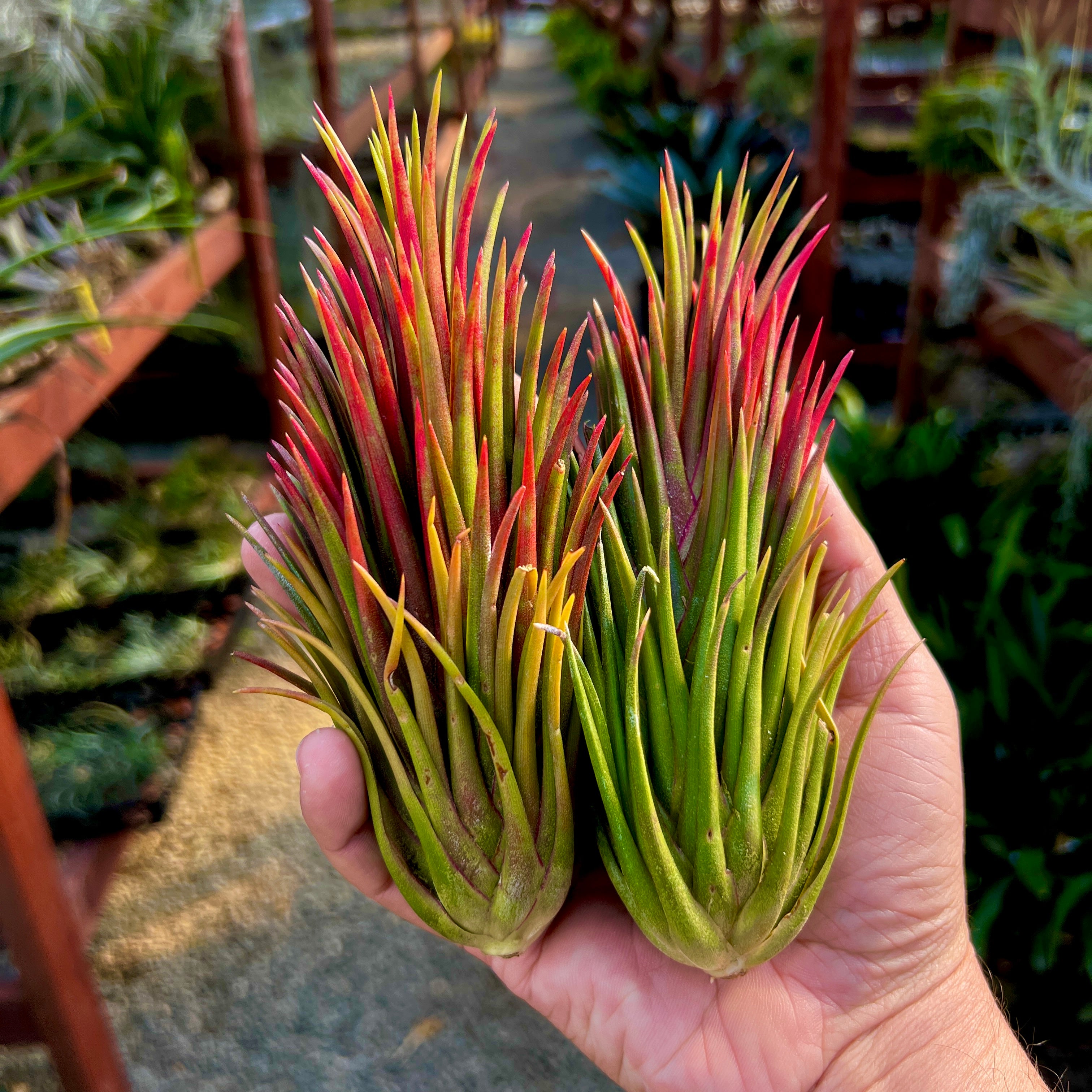 ionantha fuego totem pole