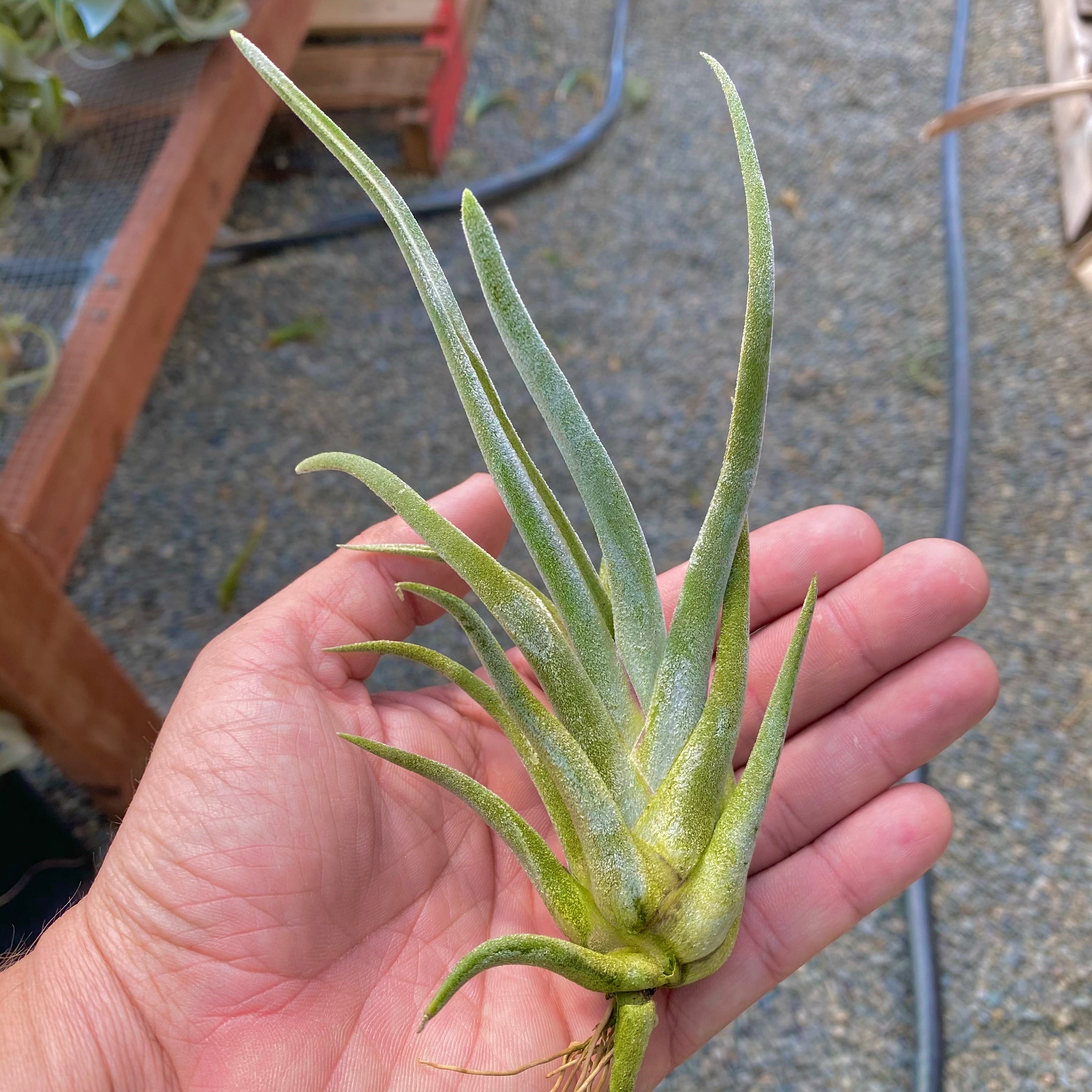 Tillandsia Caput White Dwarf Rare Air Plant Cultivar