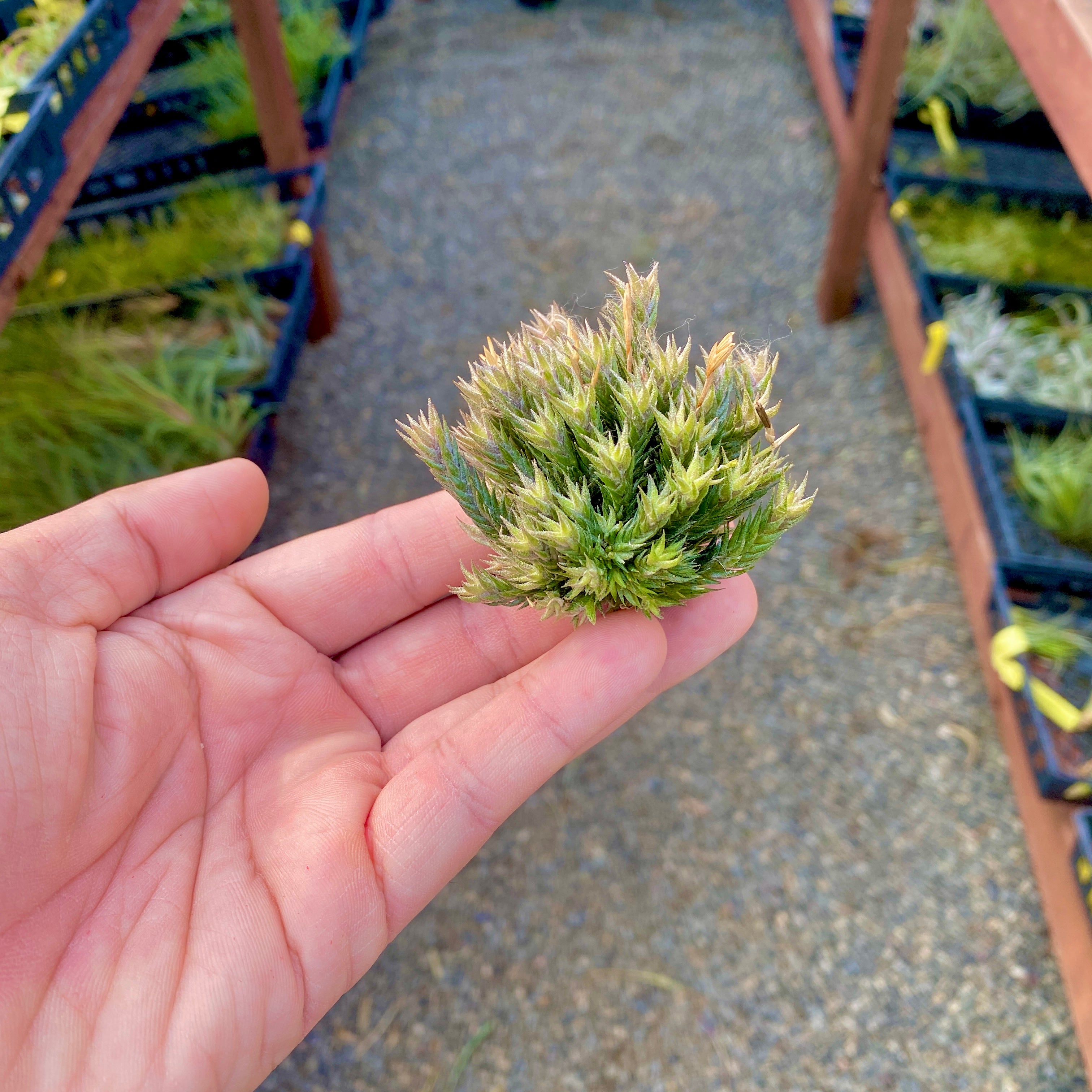 Tillandsia Pedicellata Mini Clump Self Pollinating Air Plant