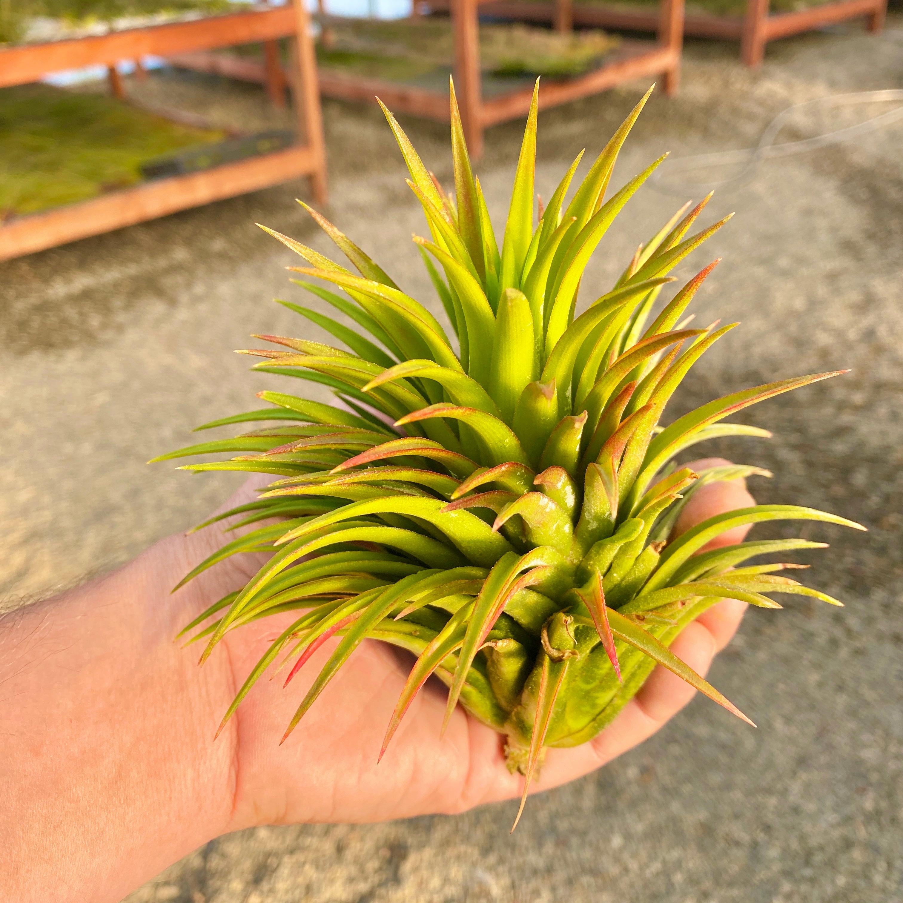 ionantha giant (No ID)