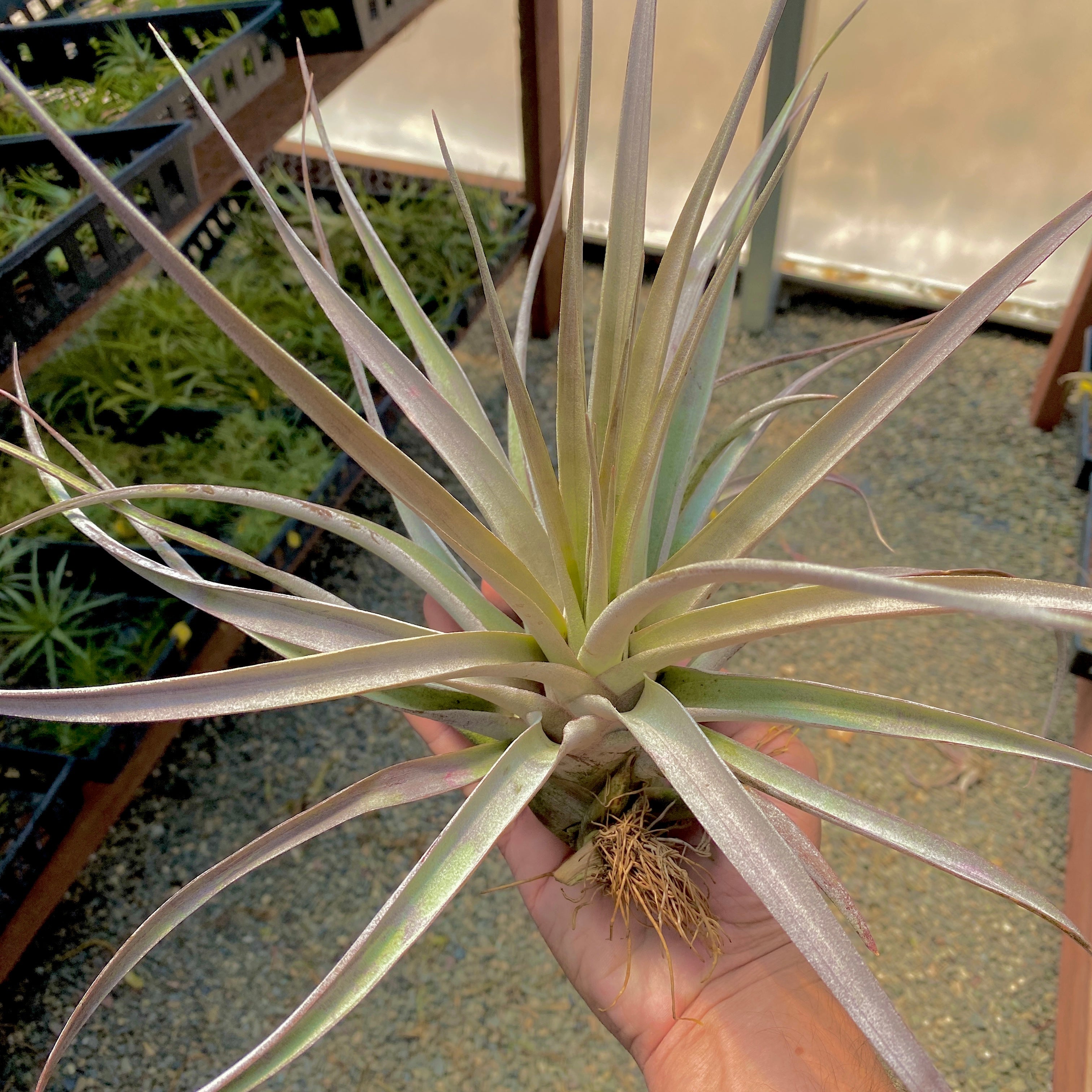 Rare Large Air Plant For Sale Super Steve Tillandsia