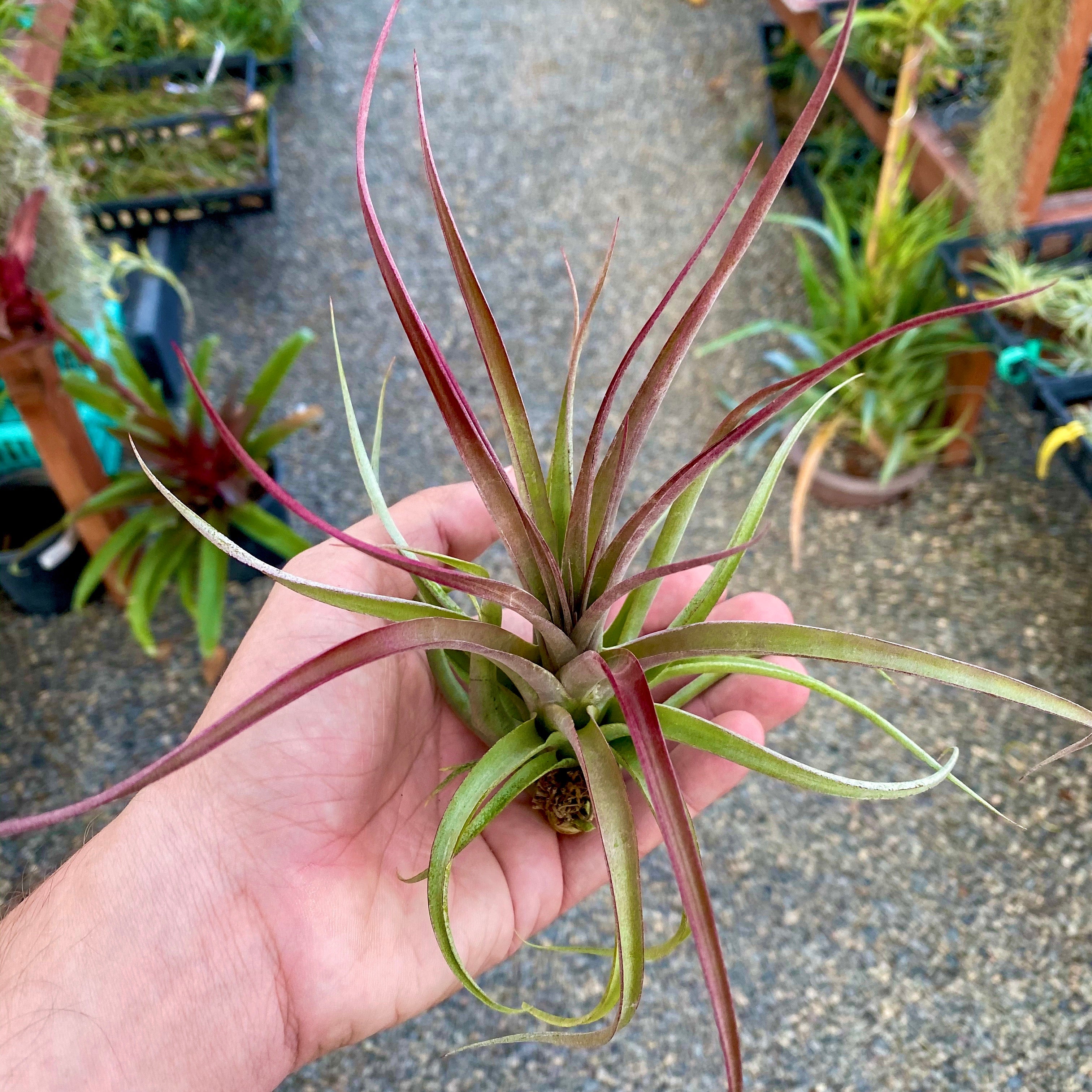 air plant hub Large Air Plant (6”+) 3 Pack