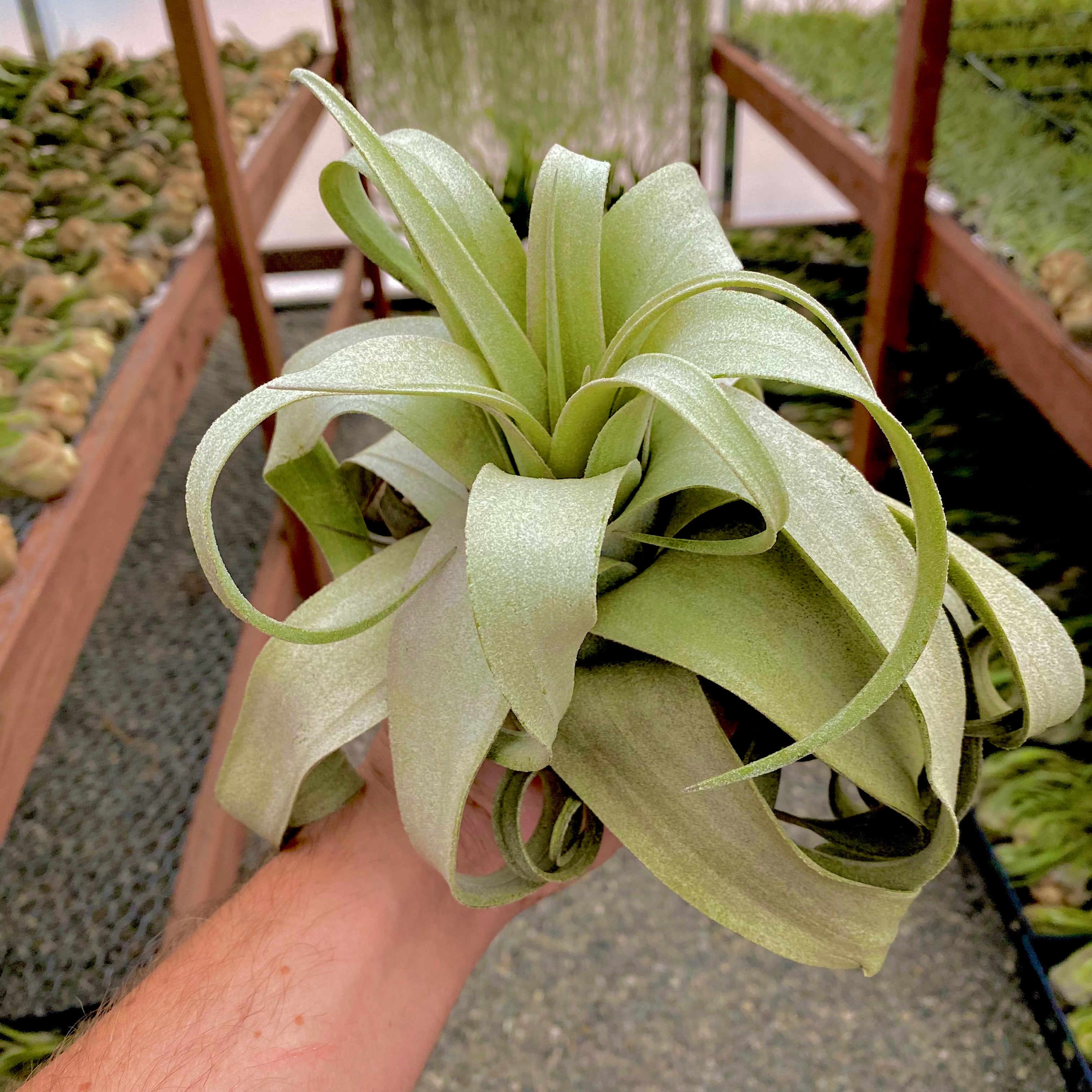 Streptophylla Giant