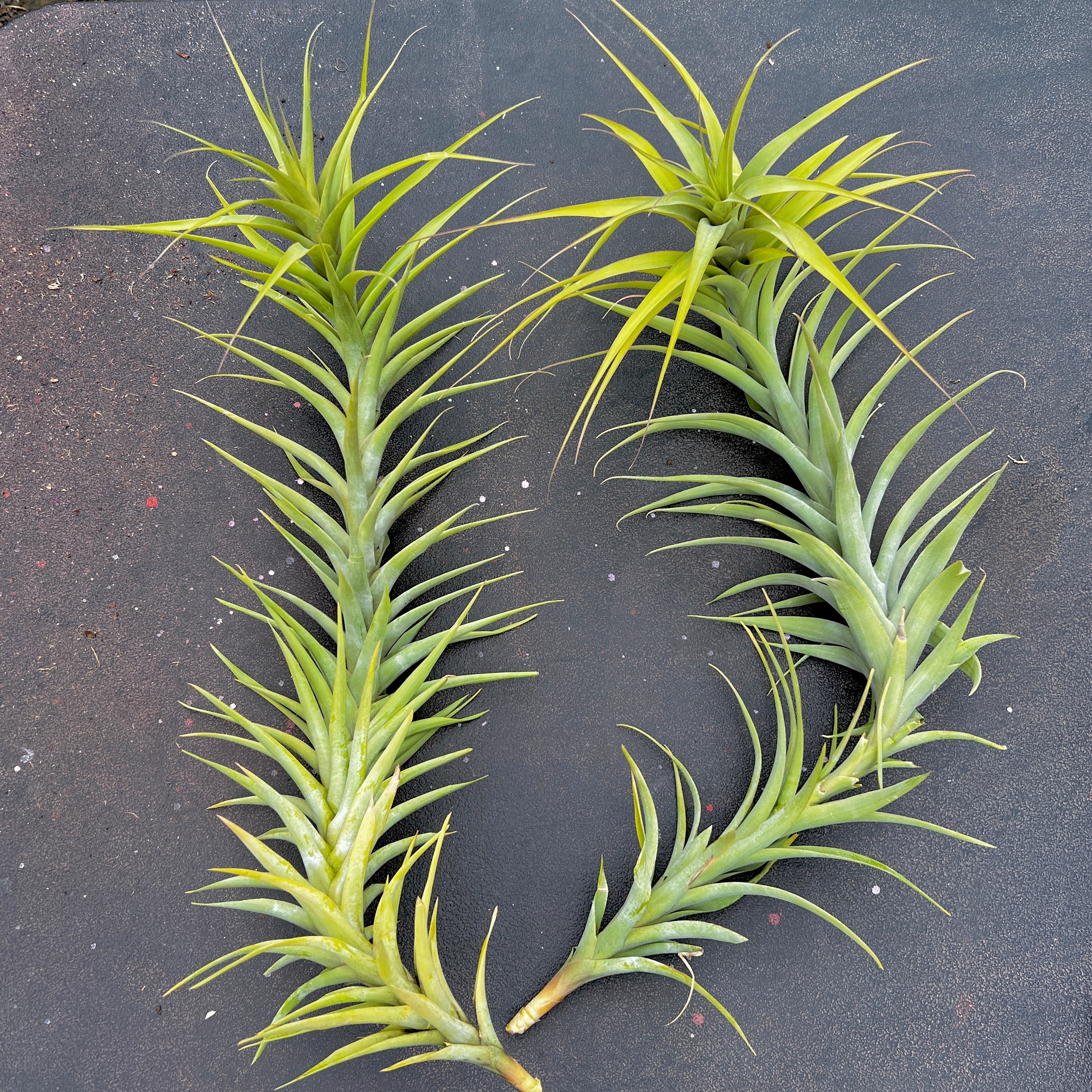 Latifolia Caulescent Tillandsia Giant Air Plant For Sale Rare