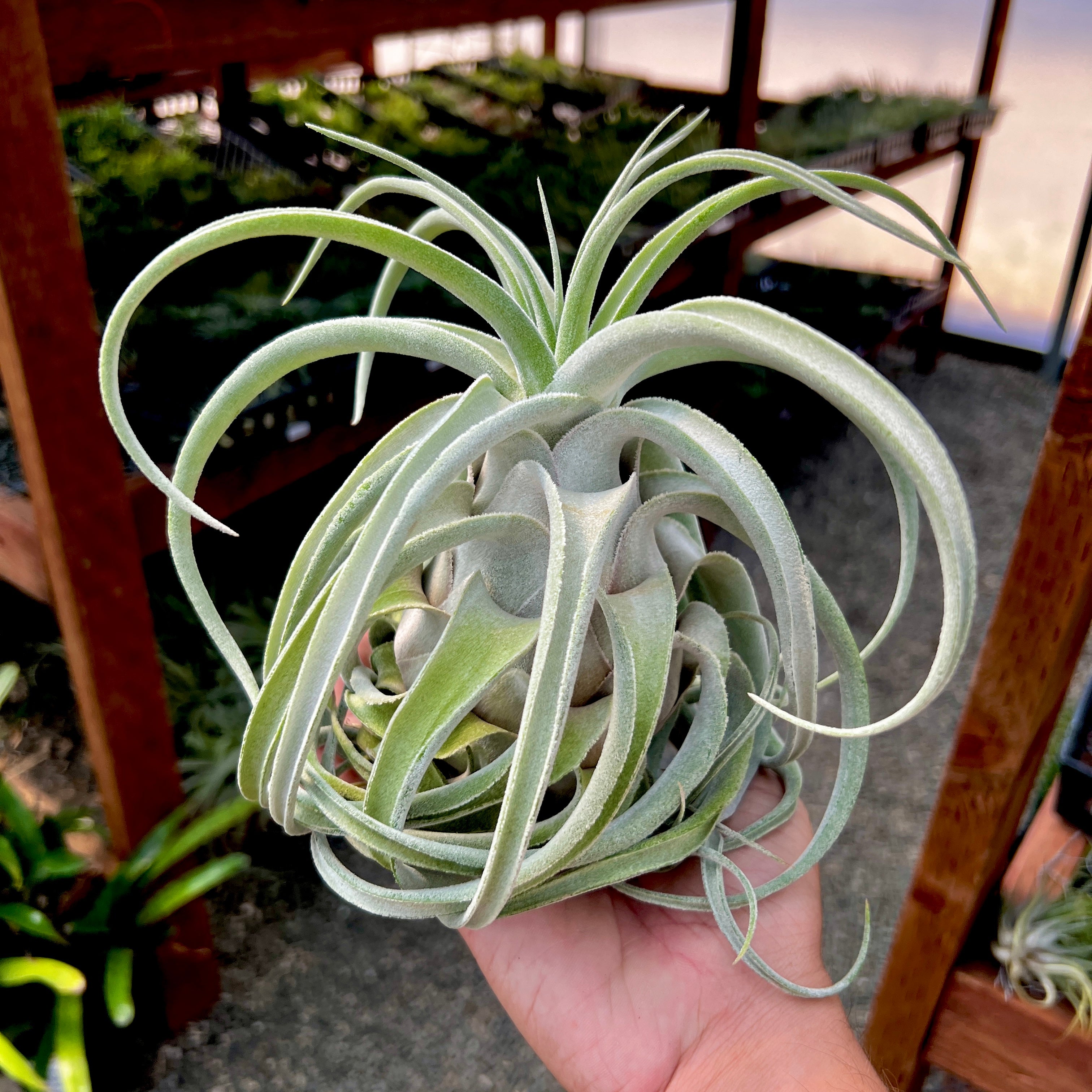 Lucille Air Plant Rare Tillandsia Large XL for sale Ehlersiana Hybrid