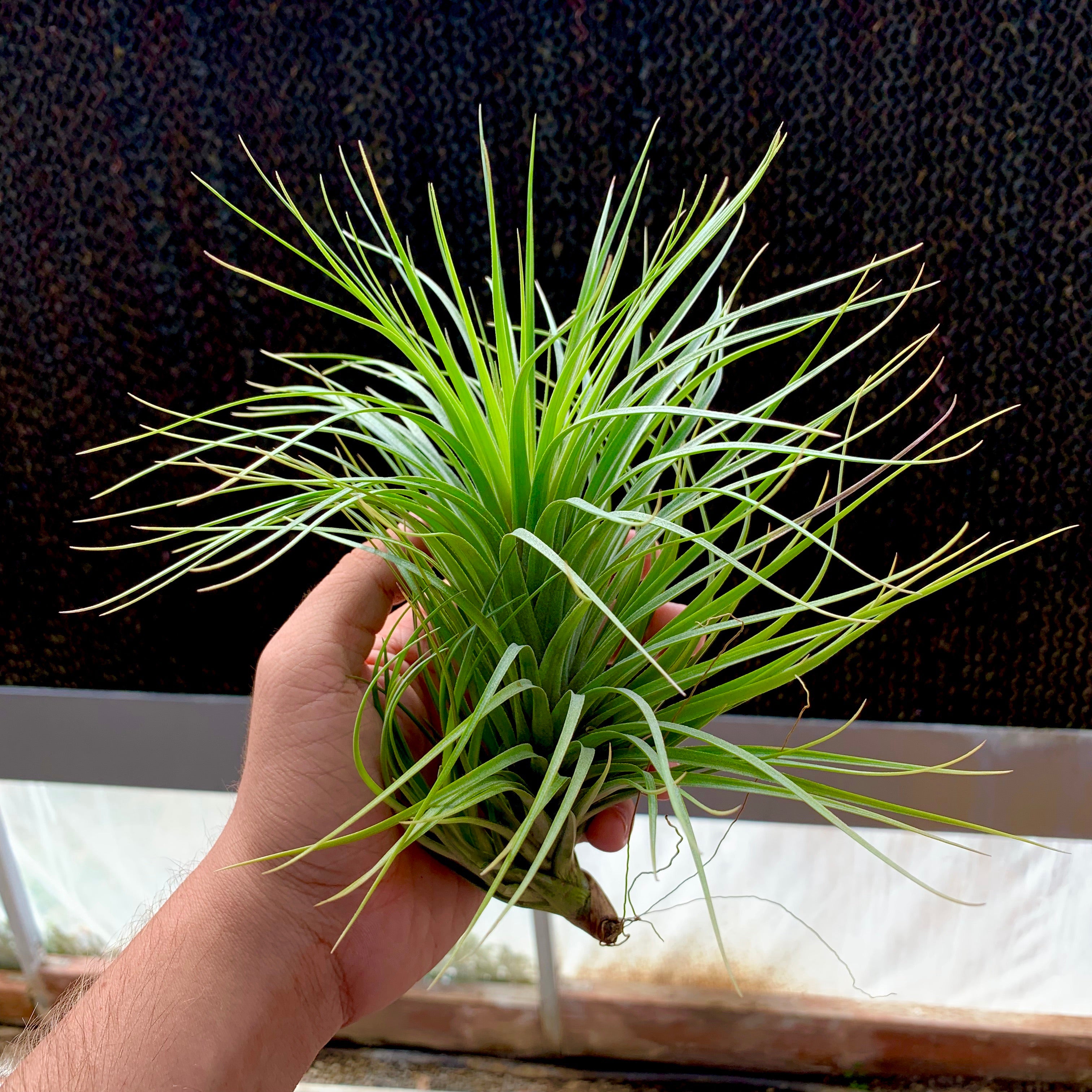 Stricta Maharaja XL