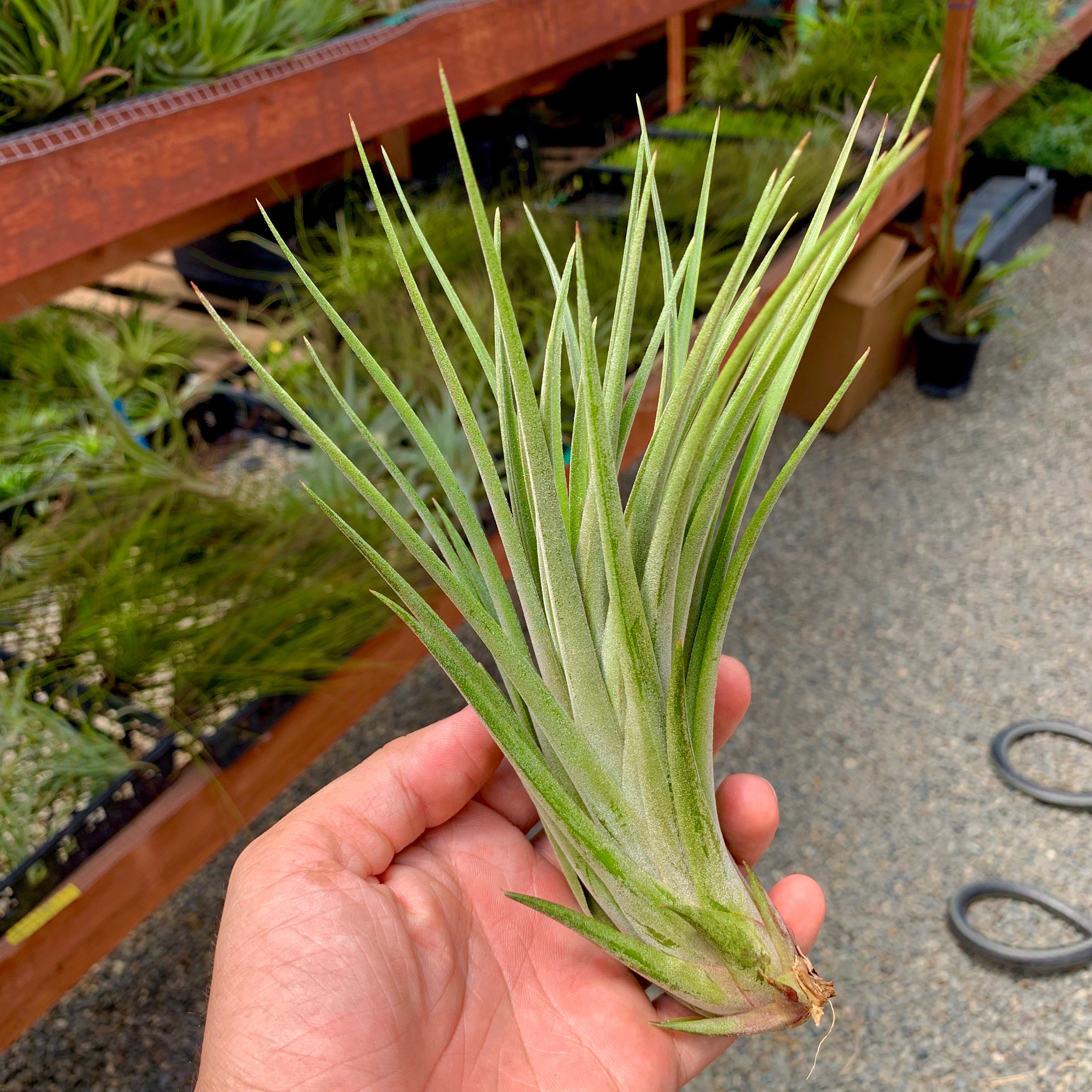 Tillandsia Nidus Air Plant Rare Large XL Houseplant