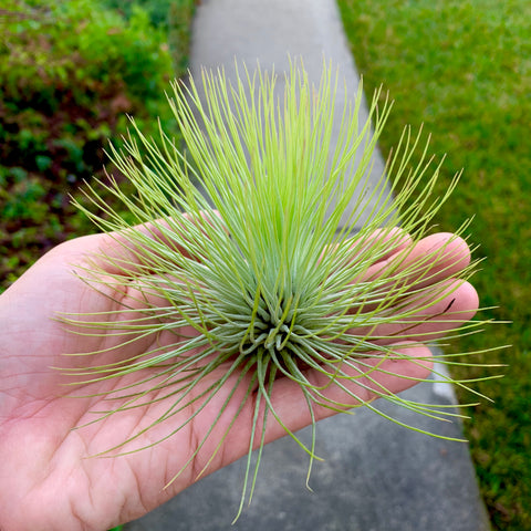 andreana air plant care Andreana – Air Plant Hub