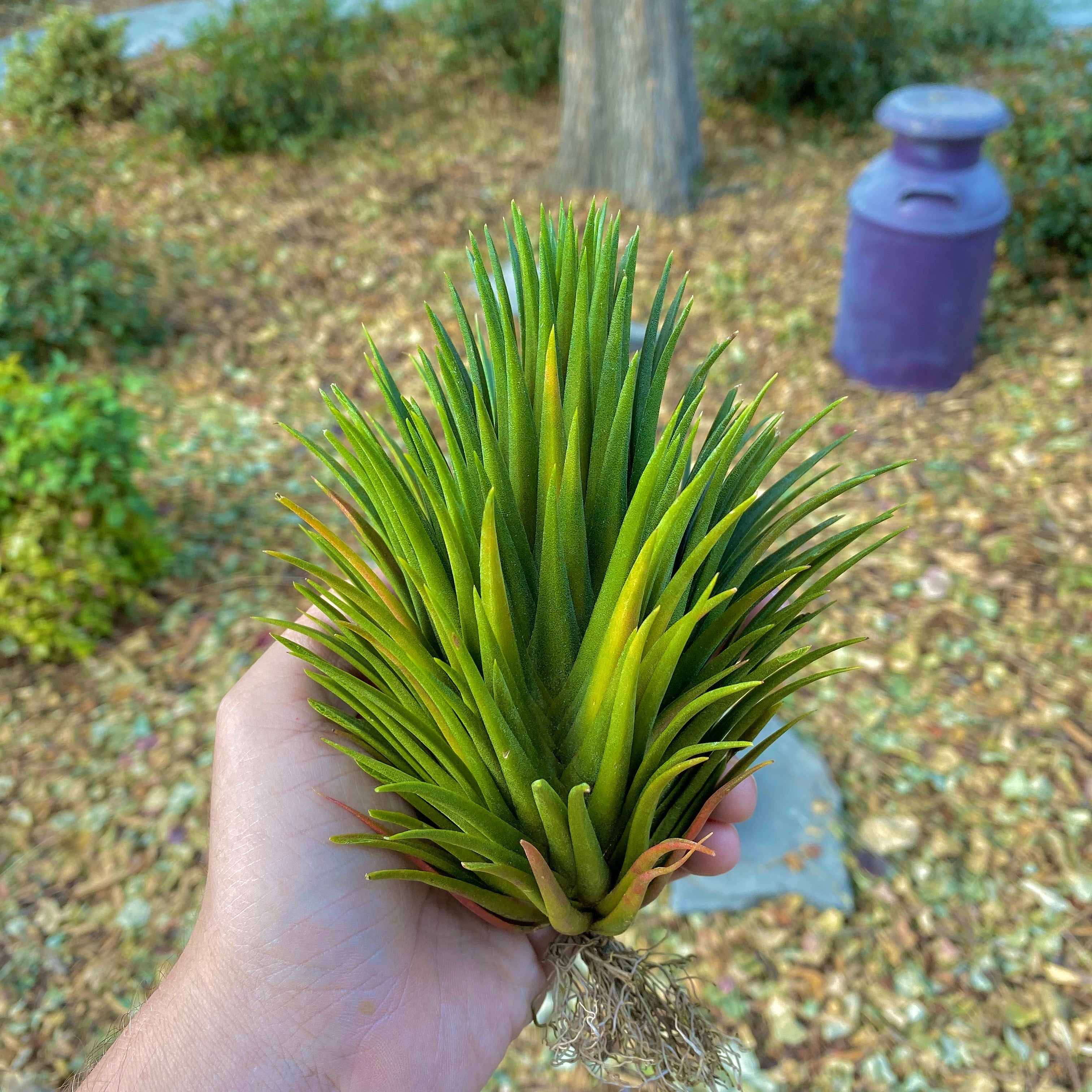 Tillandsia Ionantha Hand Grenade Air Plant Rare