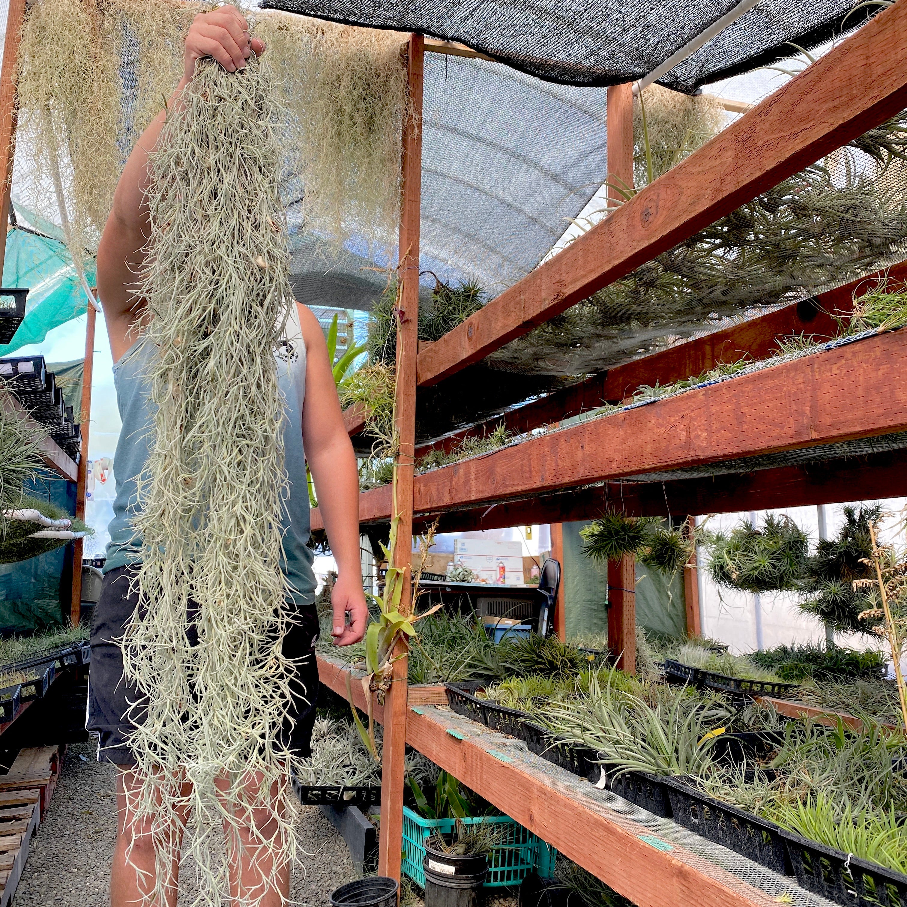 Usneoides (Spanish Moss) White <br> On Hanging Wire!