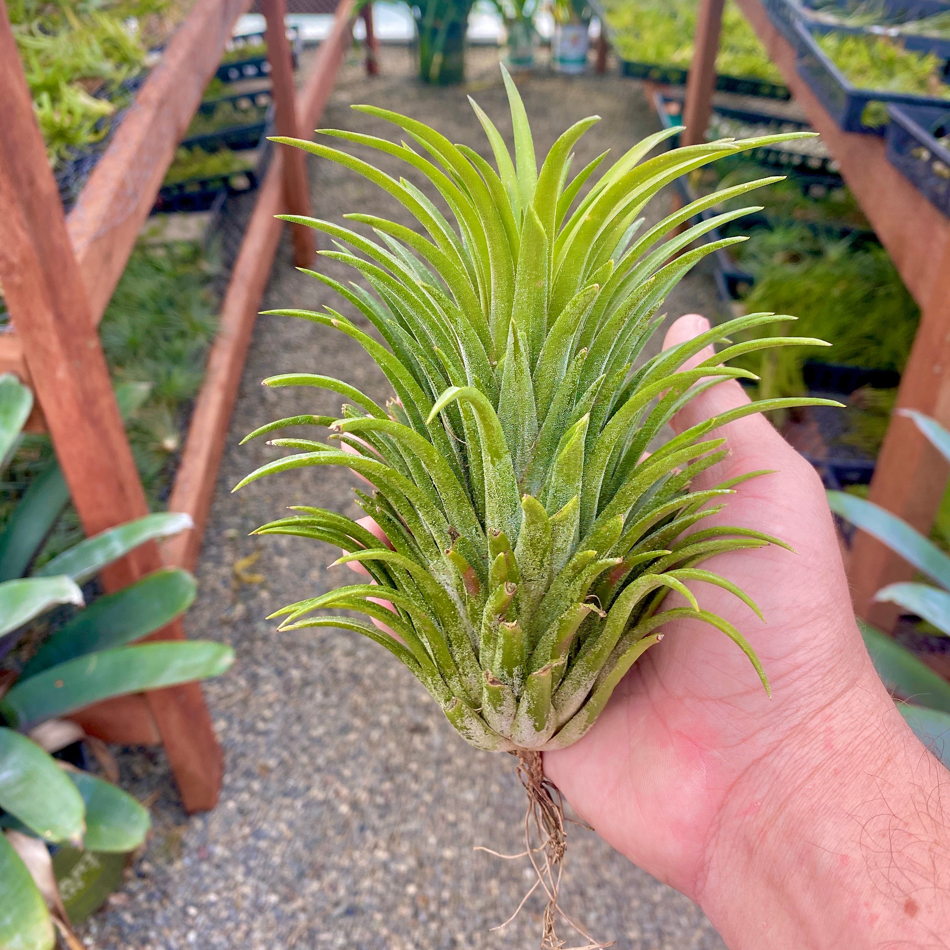 Tillandsia Ionantha Curly Giant Air Plant Large Giant